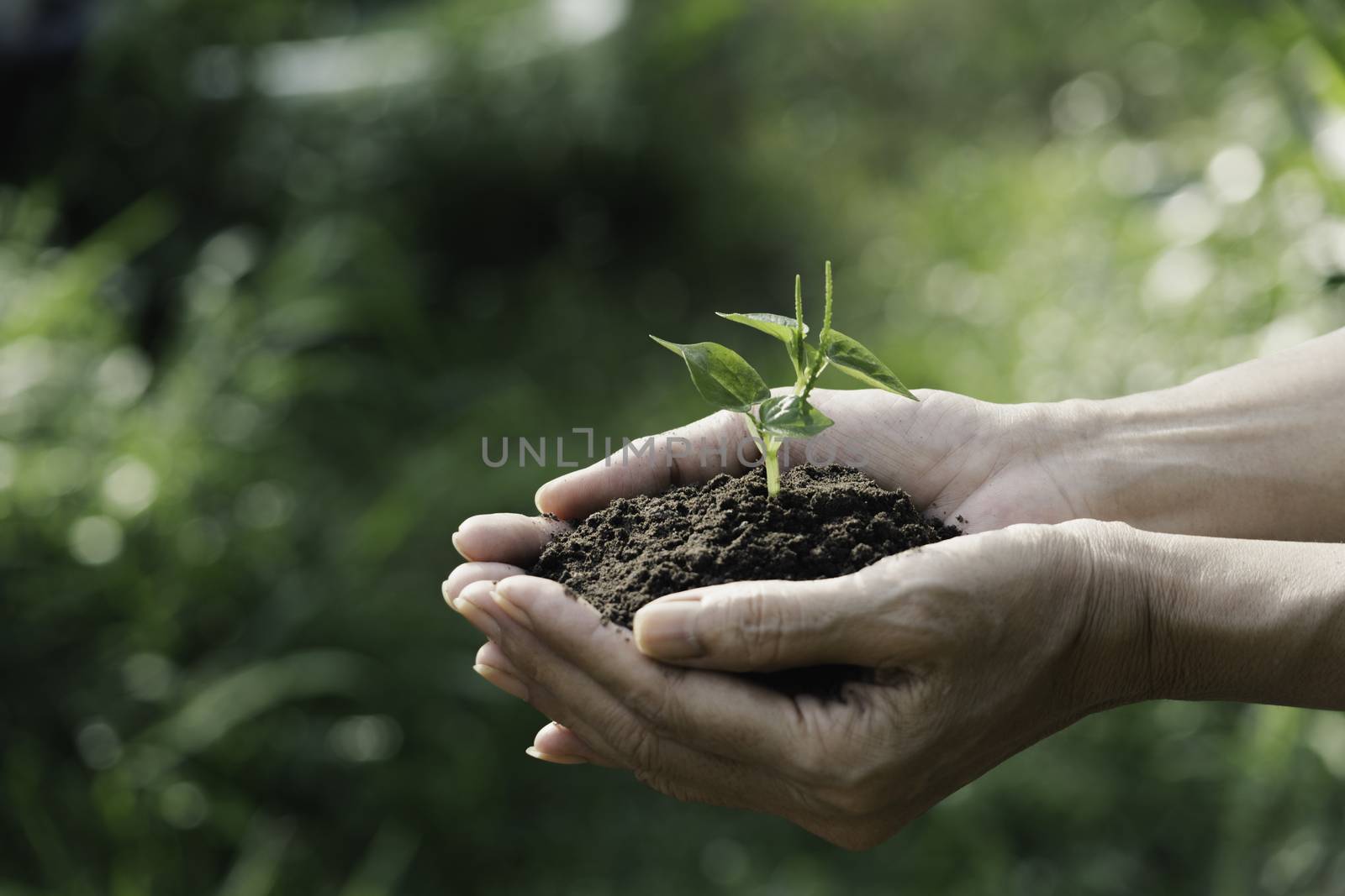 Human hands holding green small plant for life and ecology concept.