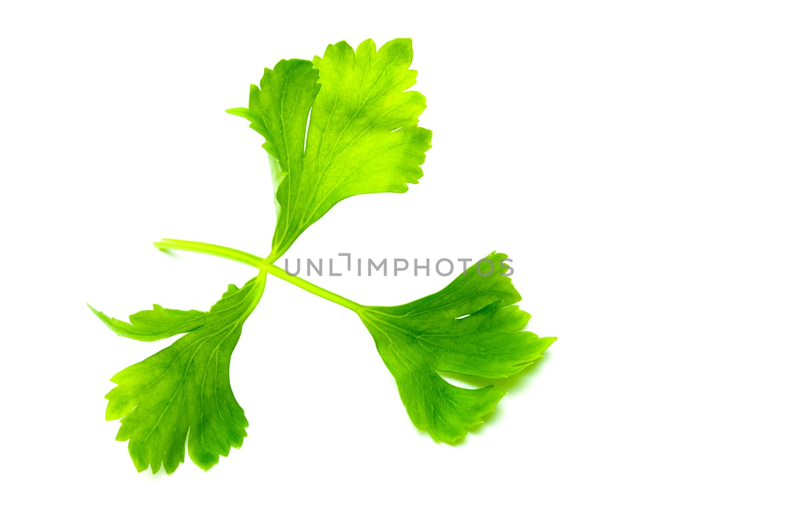 Green Celery leaves isolated on white background. Top view and close up of Celery leaves.