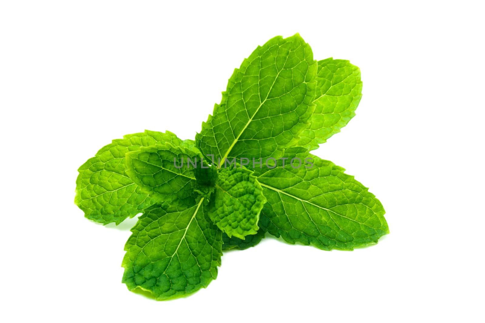 Fresh and green peppermint, spearmint leaves isolated on the white background. close up mint.