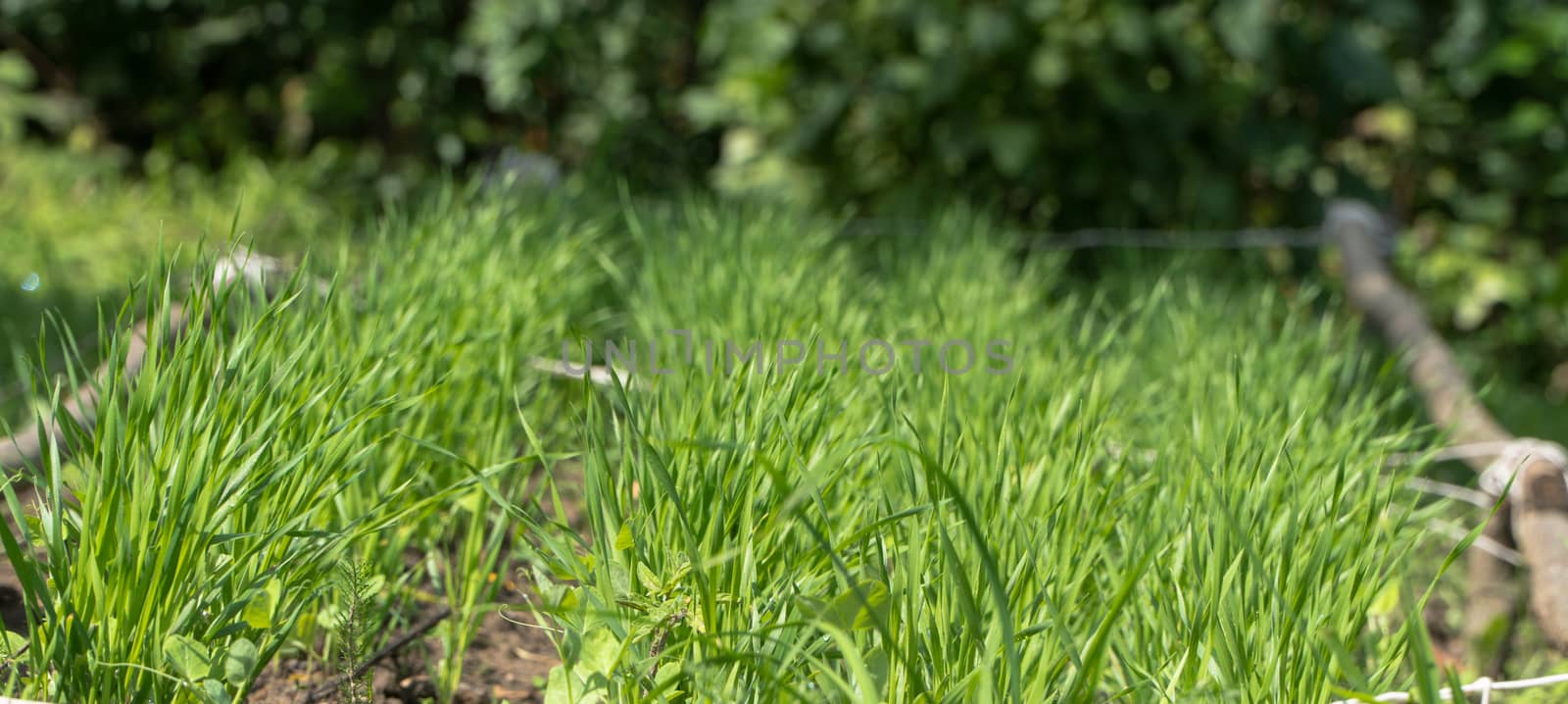 row of beds with stems in the garden