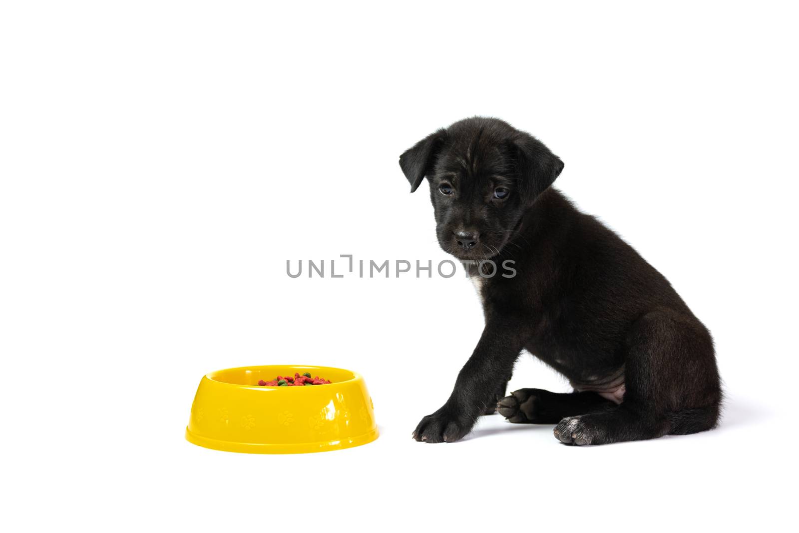 Cute small dog with bowl of dog food isolated on white backgroun by kirisa99