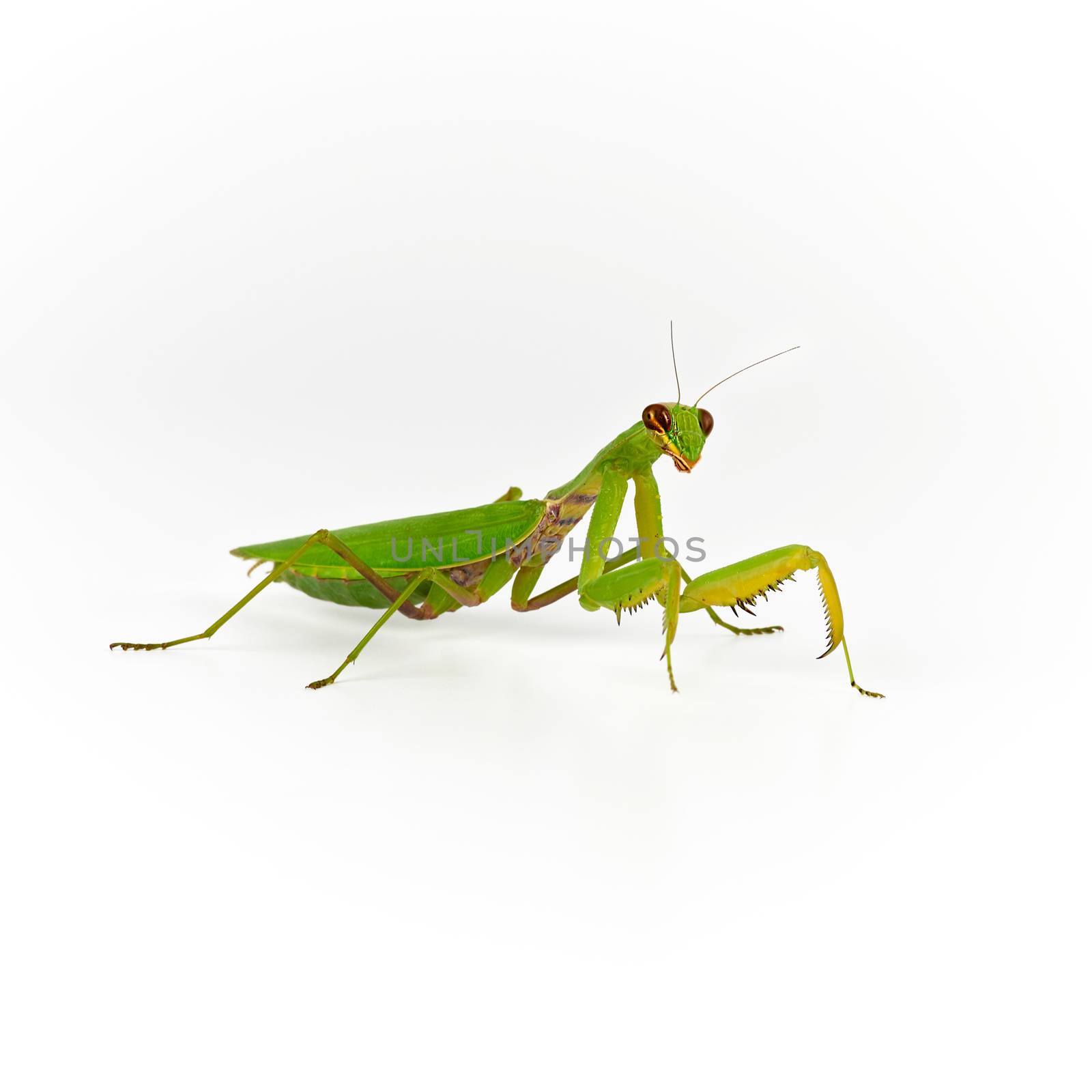  green mantis on a white background looks at the camera, close up
