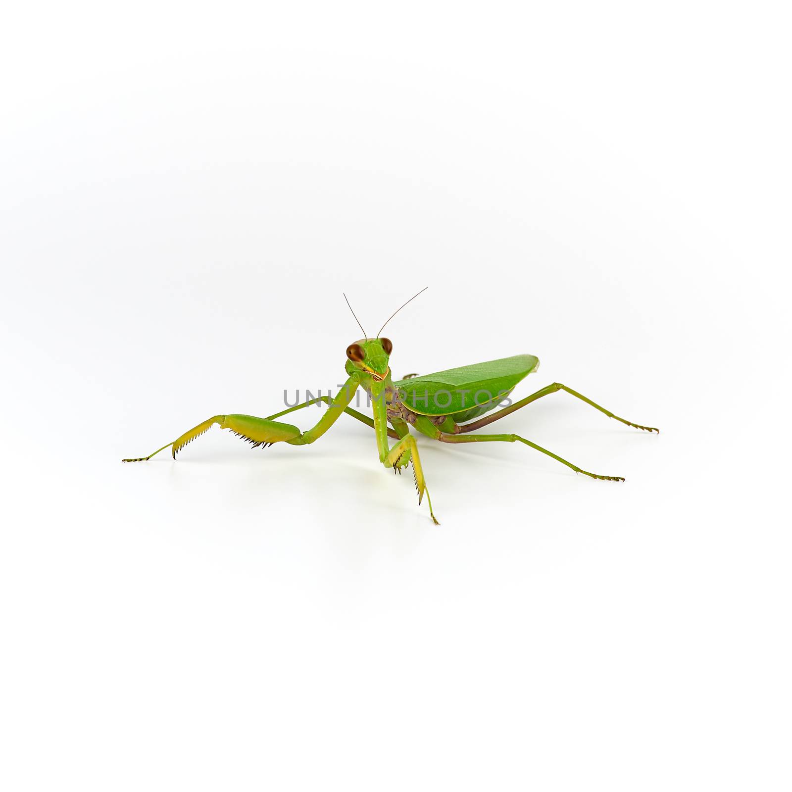 big green mantis on a white background by ndanko