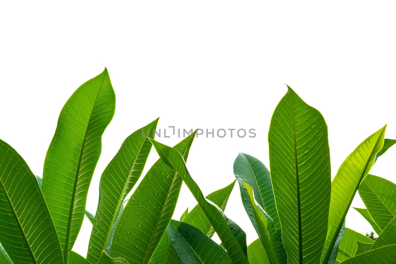 Seedling and plant growing in soil isolated on white background and copy space for insert text