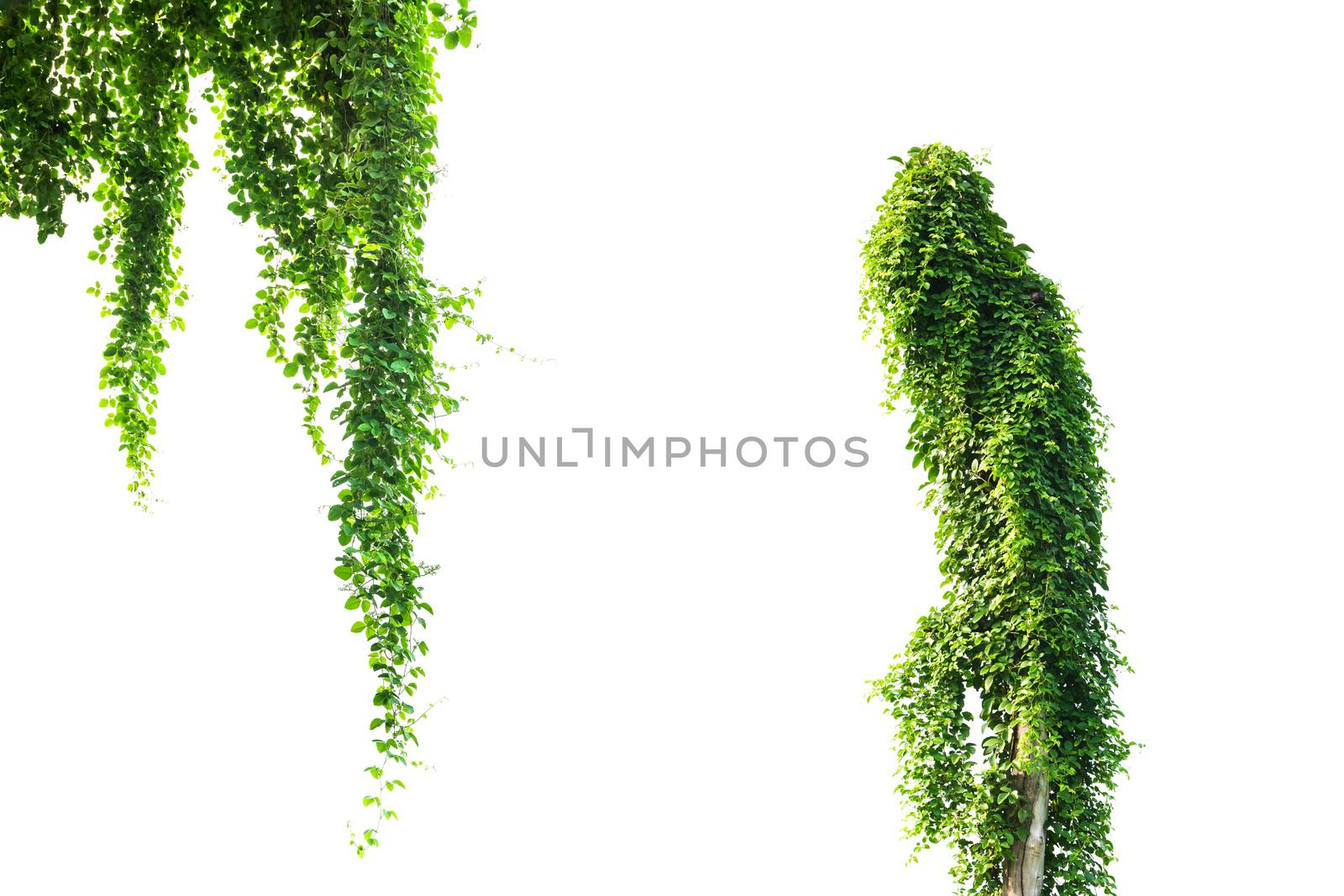 Green plant, green leave isolated on white background.