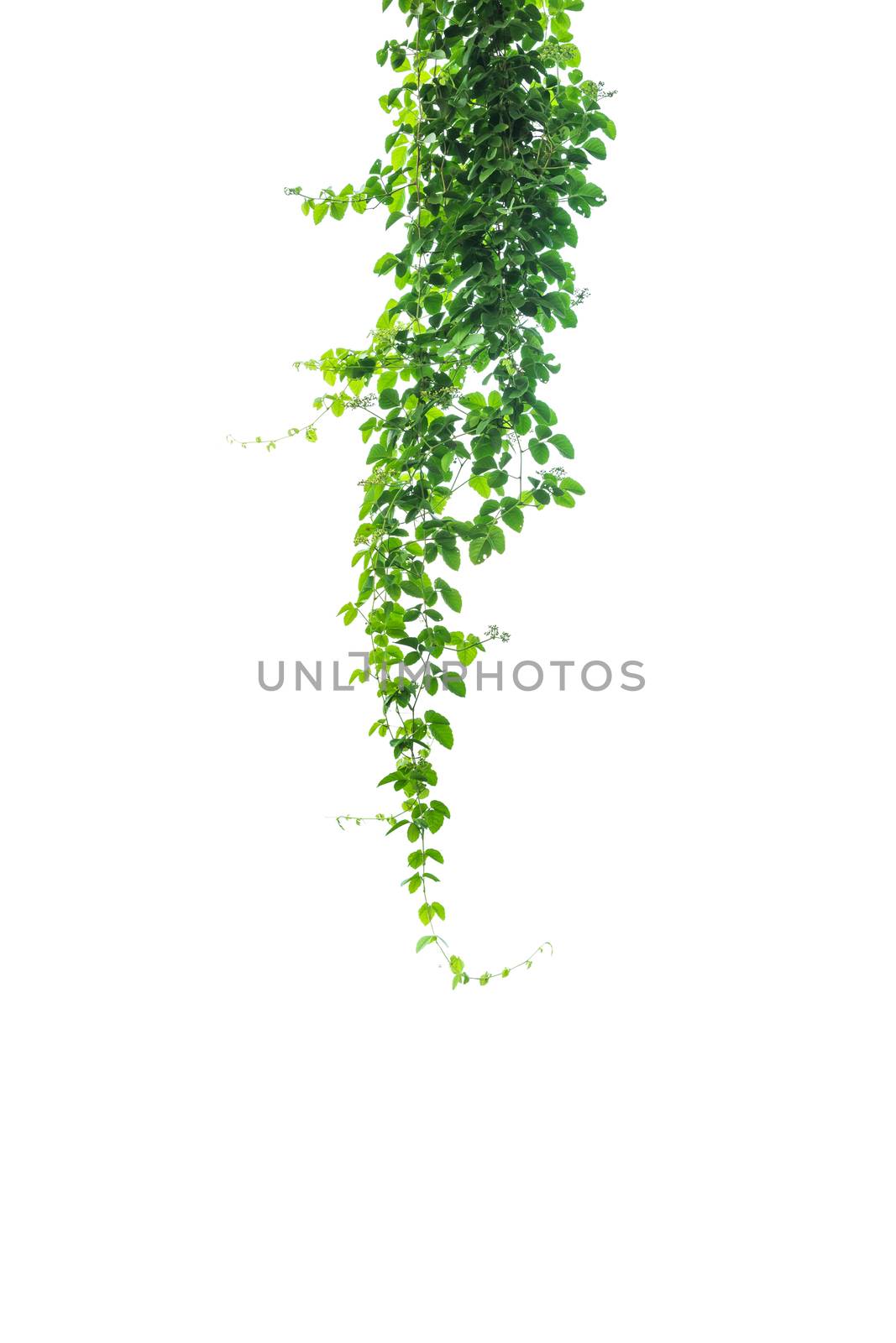 Green plant, green leave isolated on white background. by kirisa99