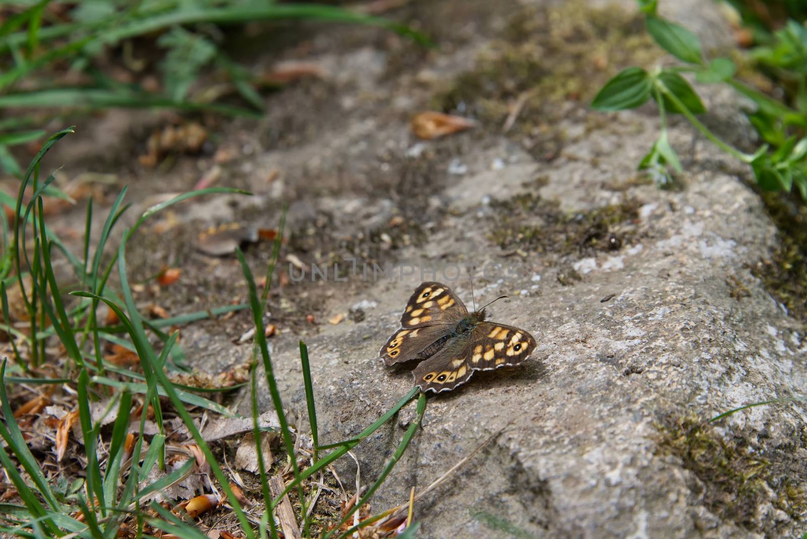 Butterfly with brown colored wings landed on a stone surface, Papilionoidea family insect