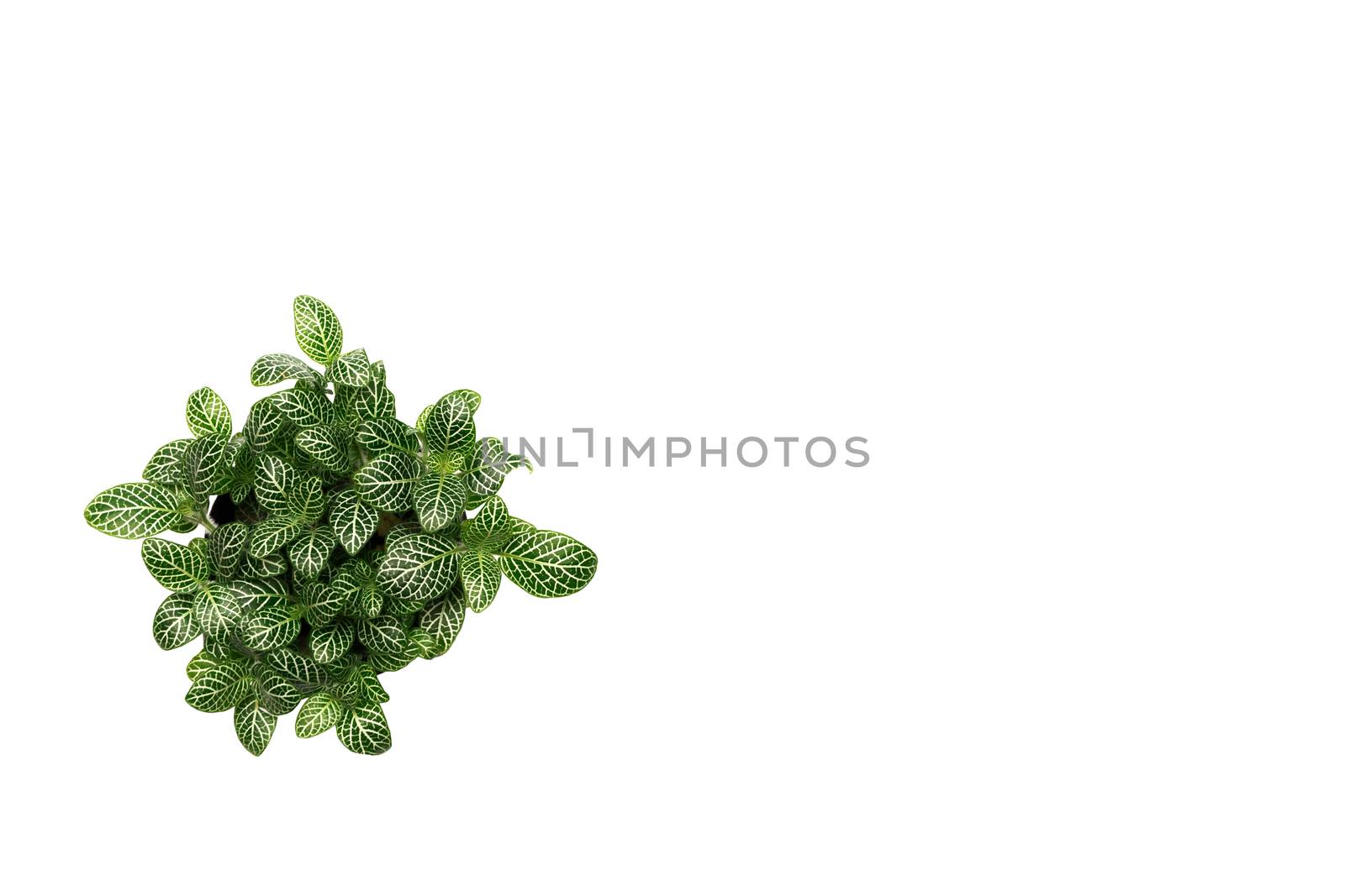 Green plant, green leave isolated on white background with copy space.