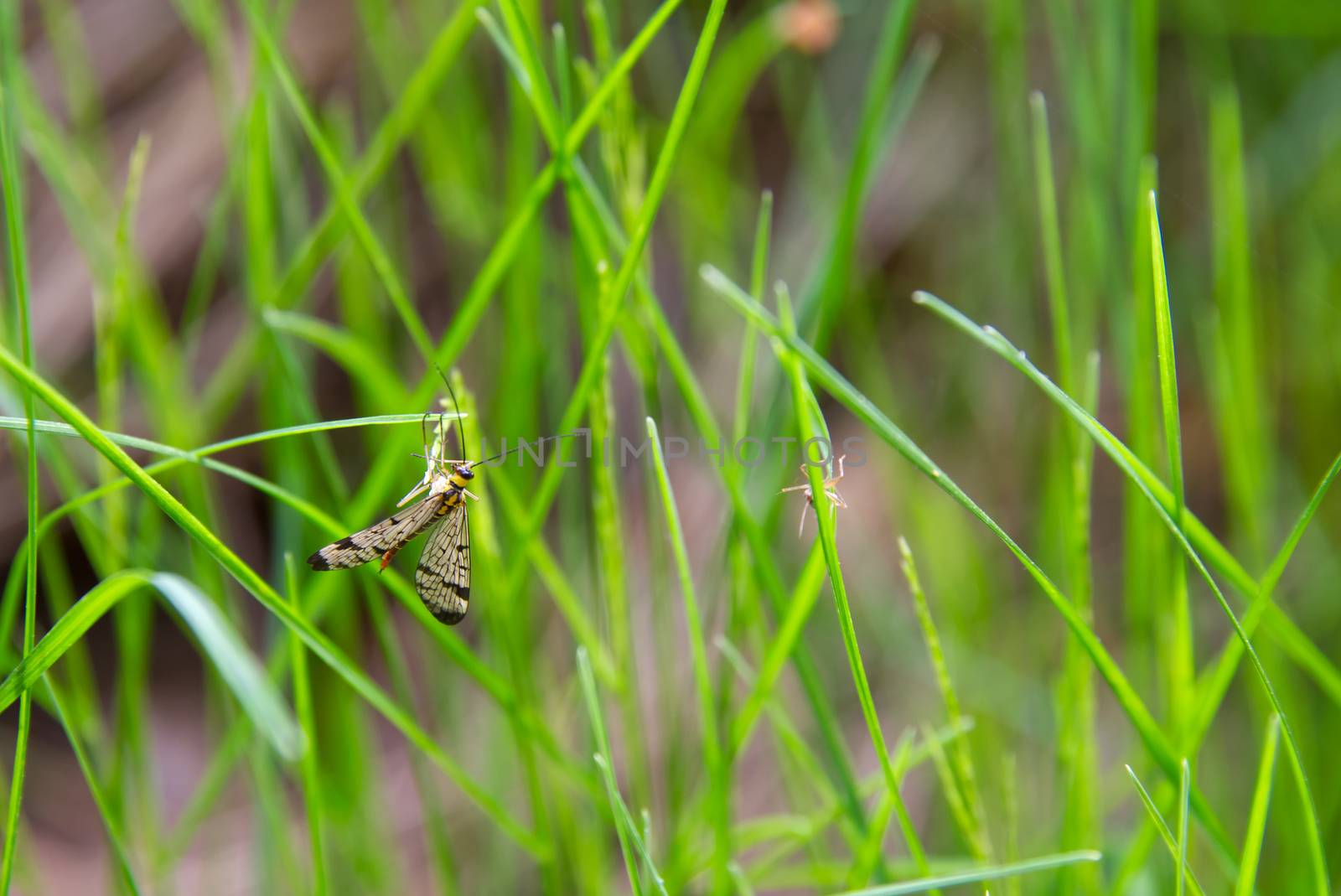 Multicolored mosquito, spring insects on a green grass background