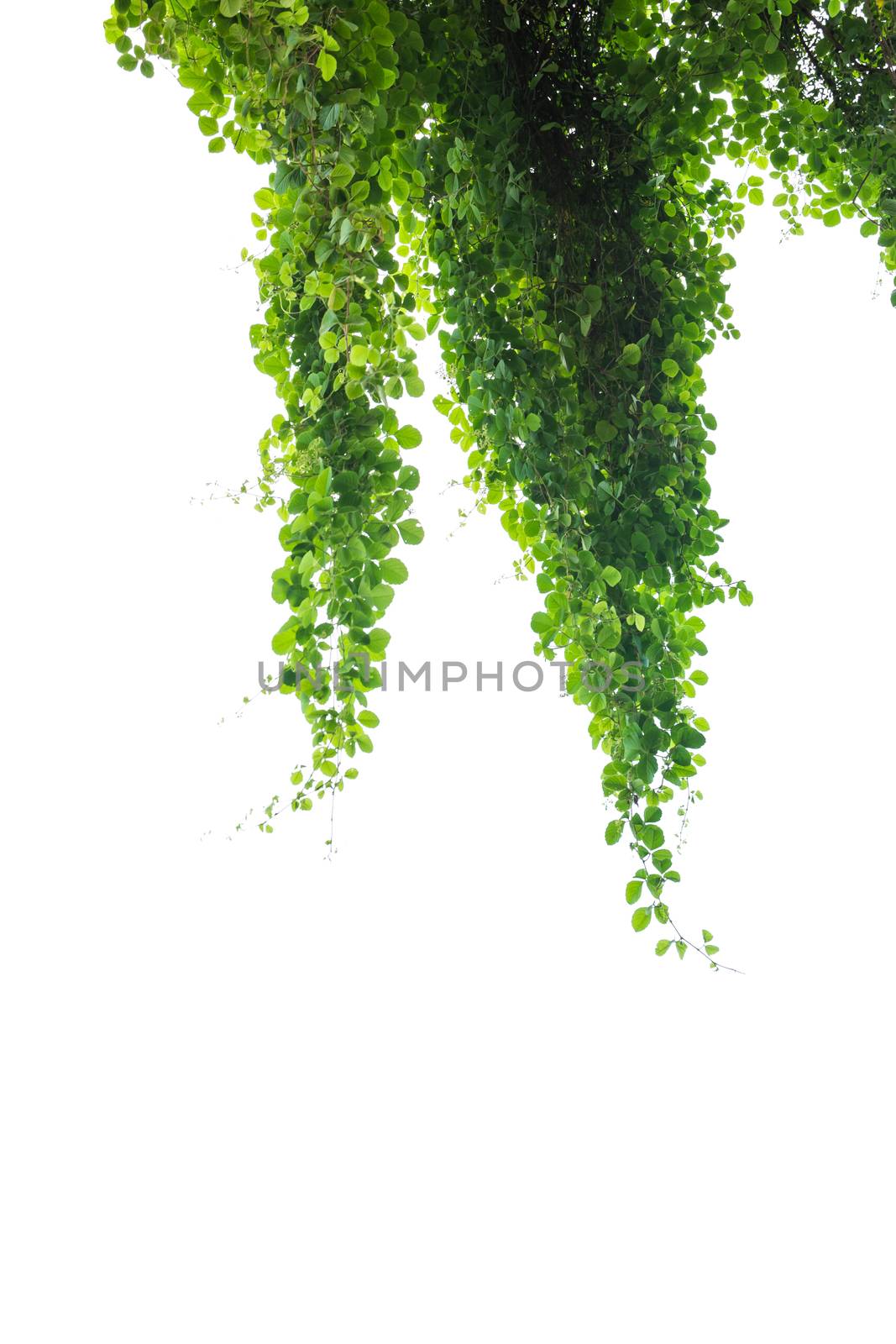 Green plant, green leave isolated on white background. by kirisa99