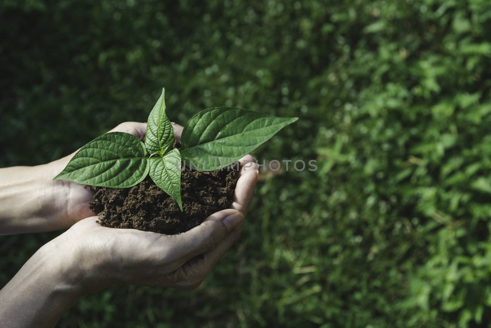 Human hands holding green small plant with copy space for insert by kirisa99