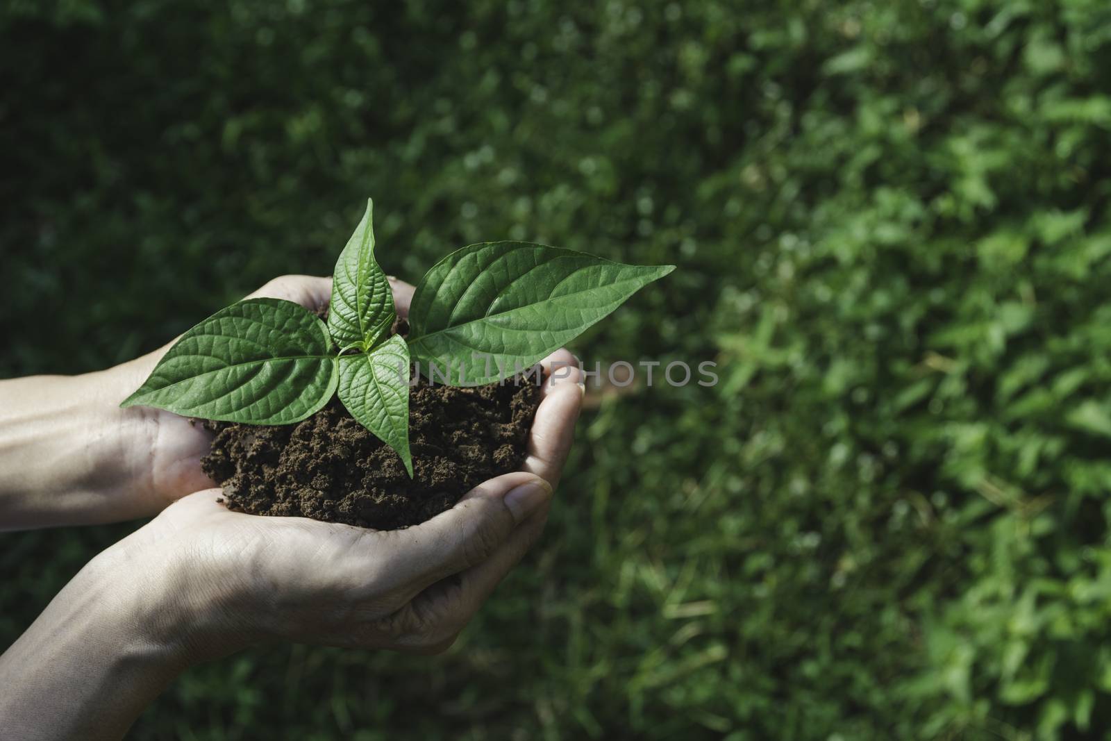 Human hands holding green small plant with copy space for insert text. Life and ecology concept.