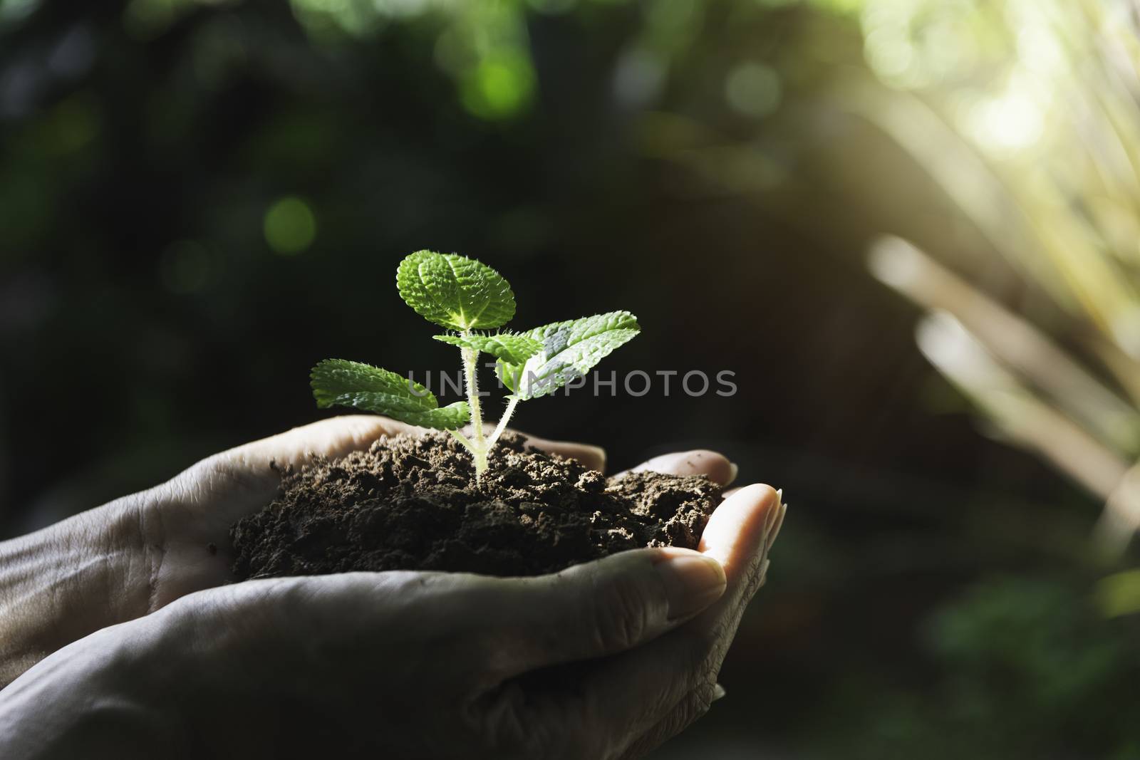 Human hands holding green small plant with copy space for insert text. Life and ecology concept.