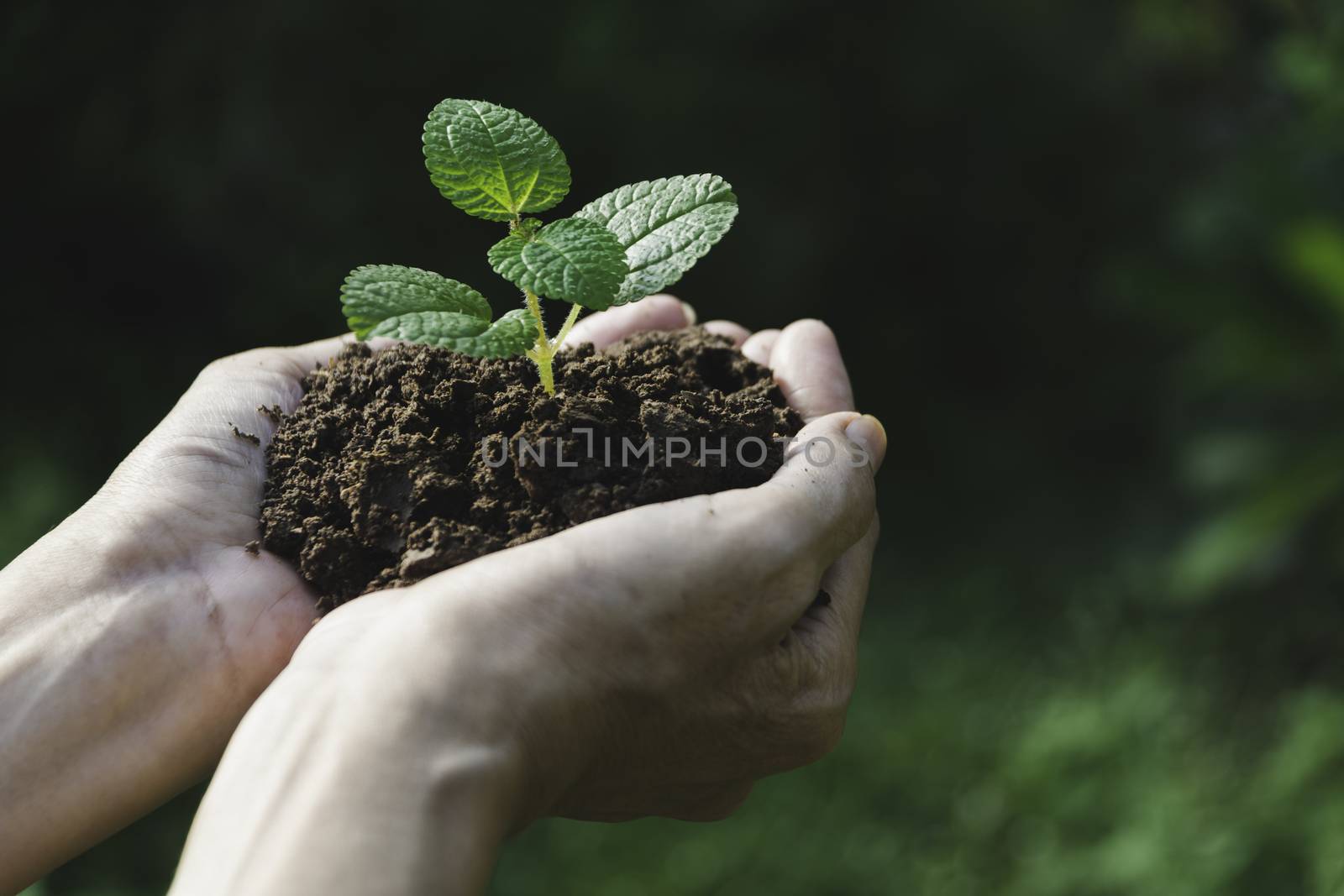 Human hands holding green small plant with copy space for insert text. Life and ecology concept.