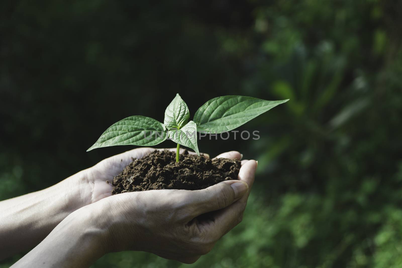 Human hands holding green small plant with copy space for insert by kirisa99