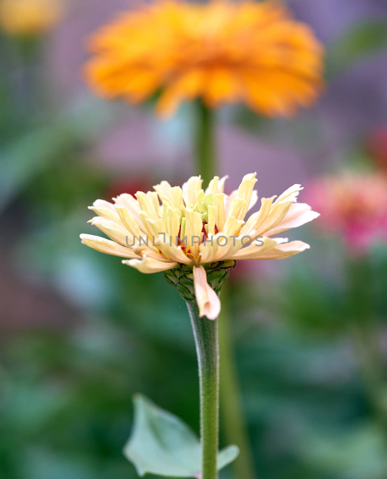 blooming yellow flower Zinnia in the garden on a summer day, selective focus