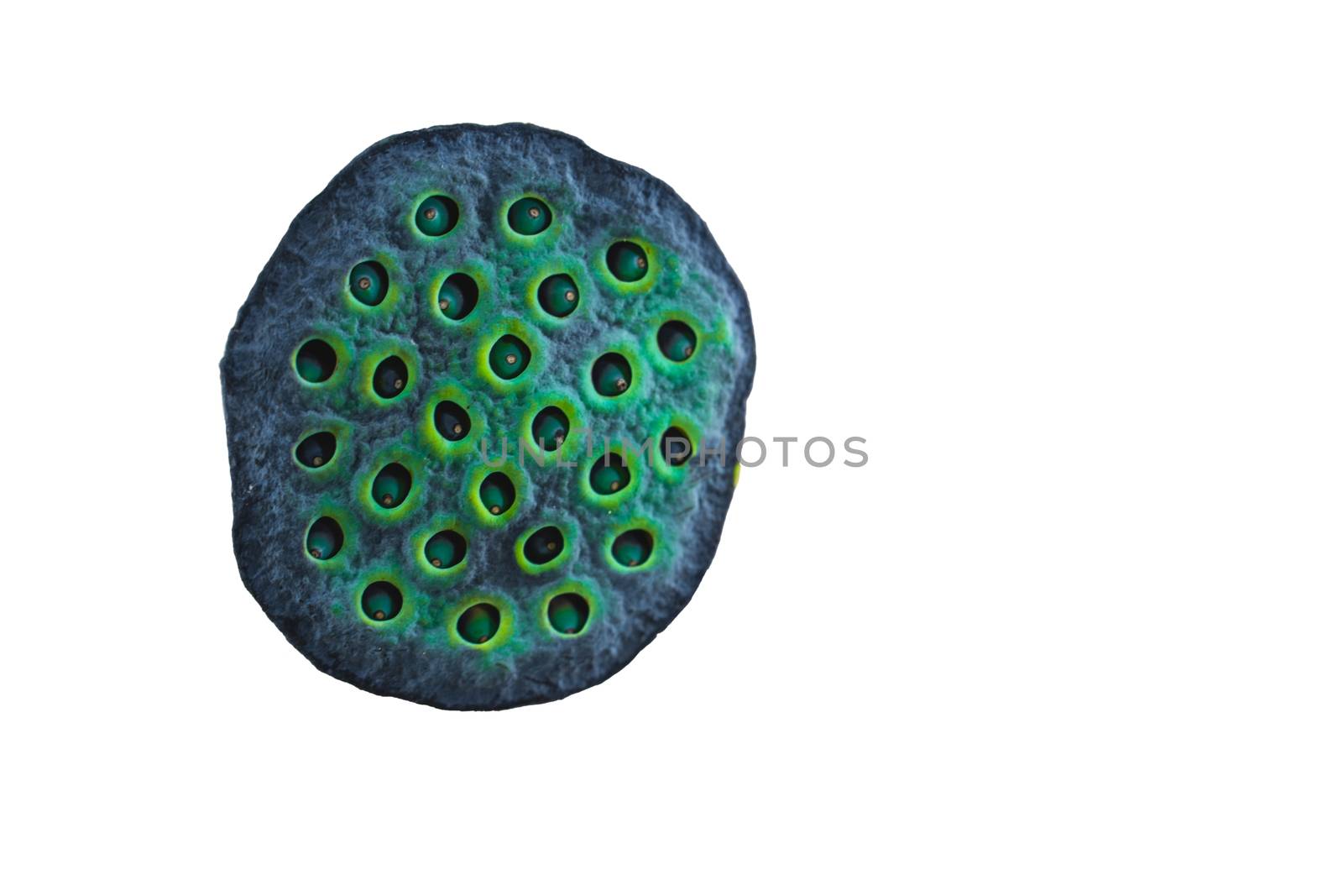 Lotus seed pods isolate on white background with space for putting text. Green lotus seed pods background by peerapixs