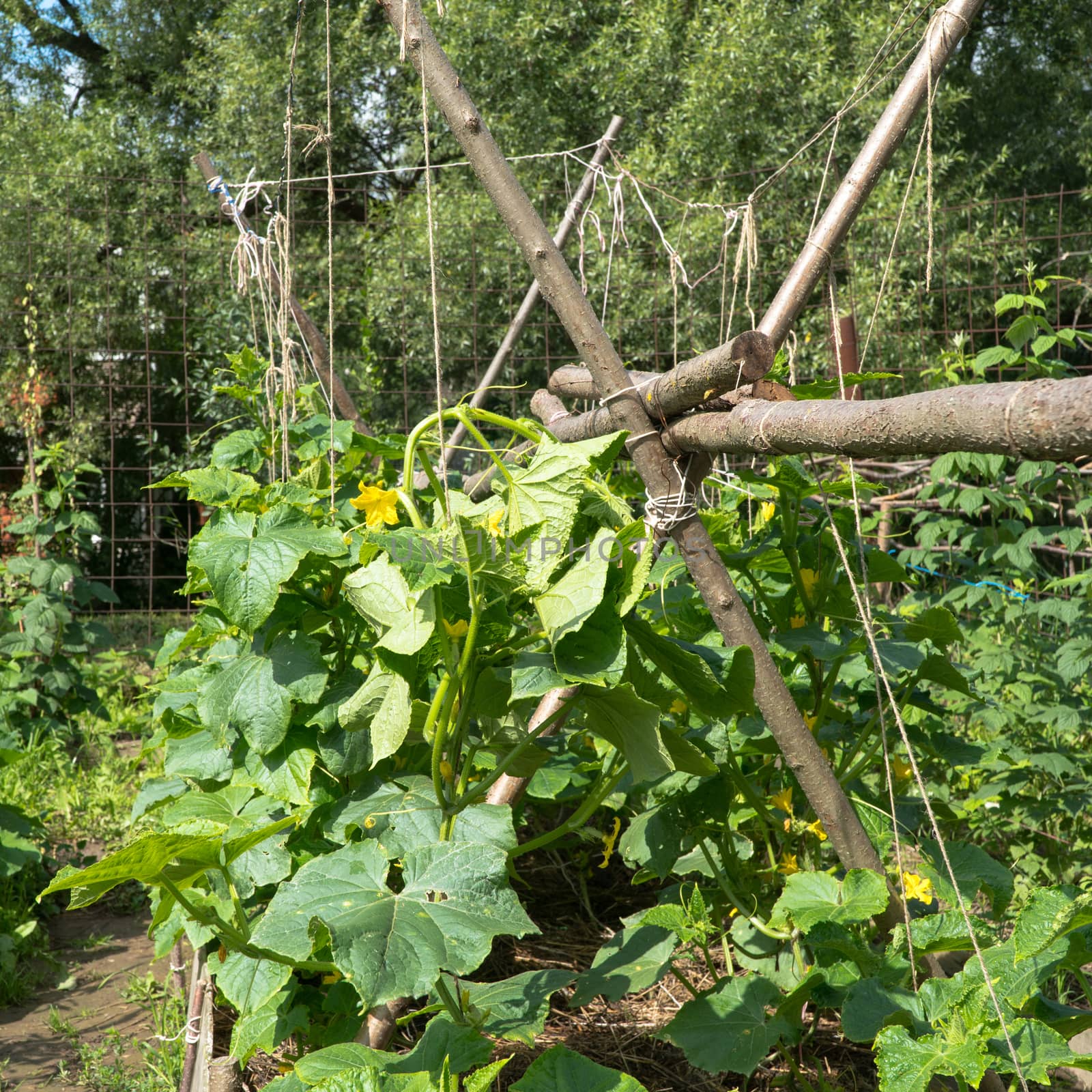 growing cucumbers in a private garden