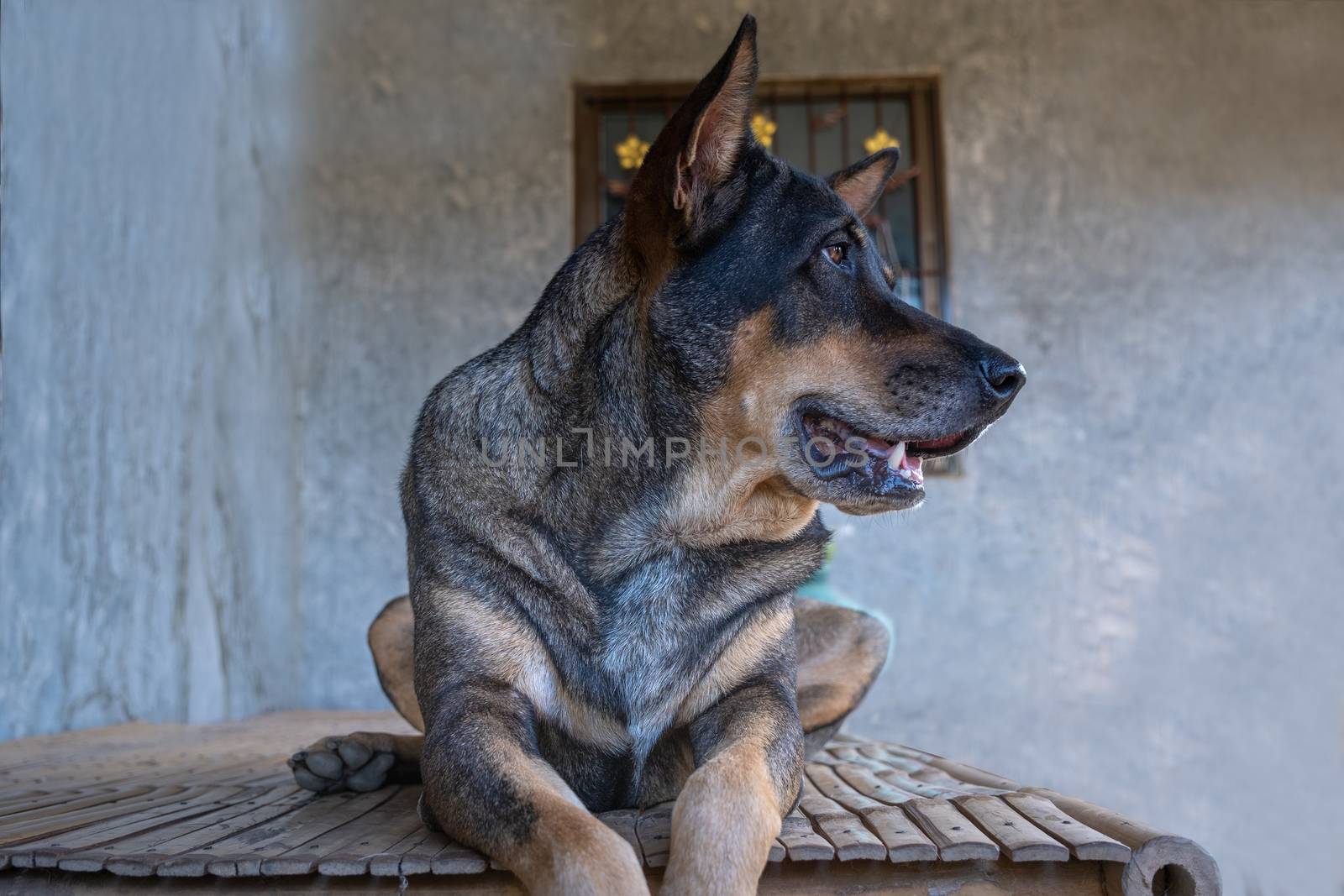 A Black-Brown dog sit relaxing and yawn on the wooden table