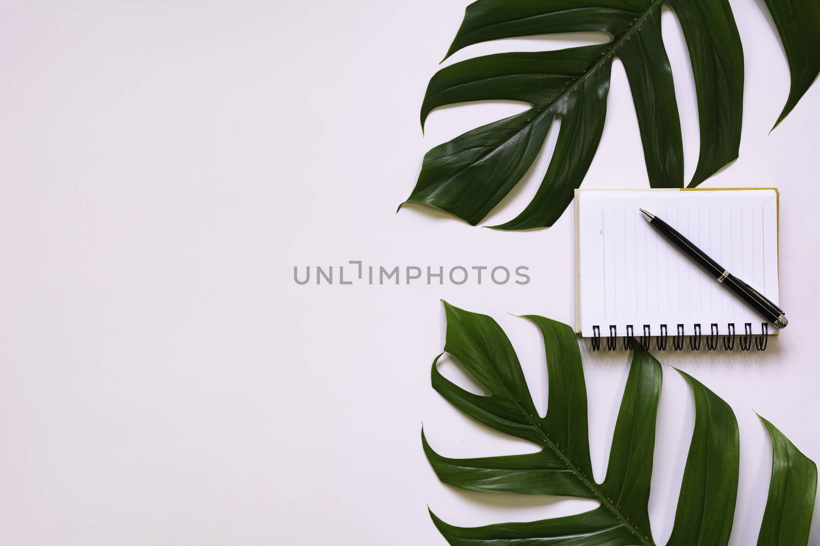 Green sugarcane leave with note isolated over white background a by kirisa99