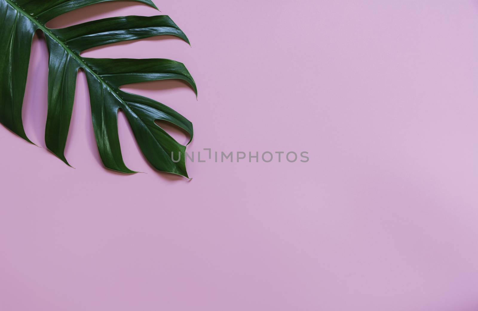 Green sugarcane leave isolated over pink background with copy space.
