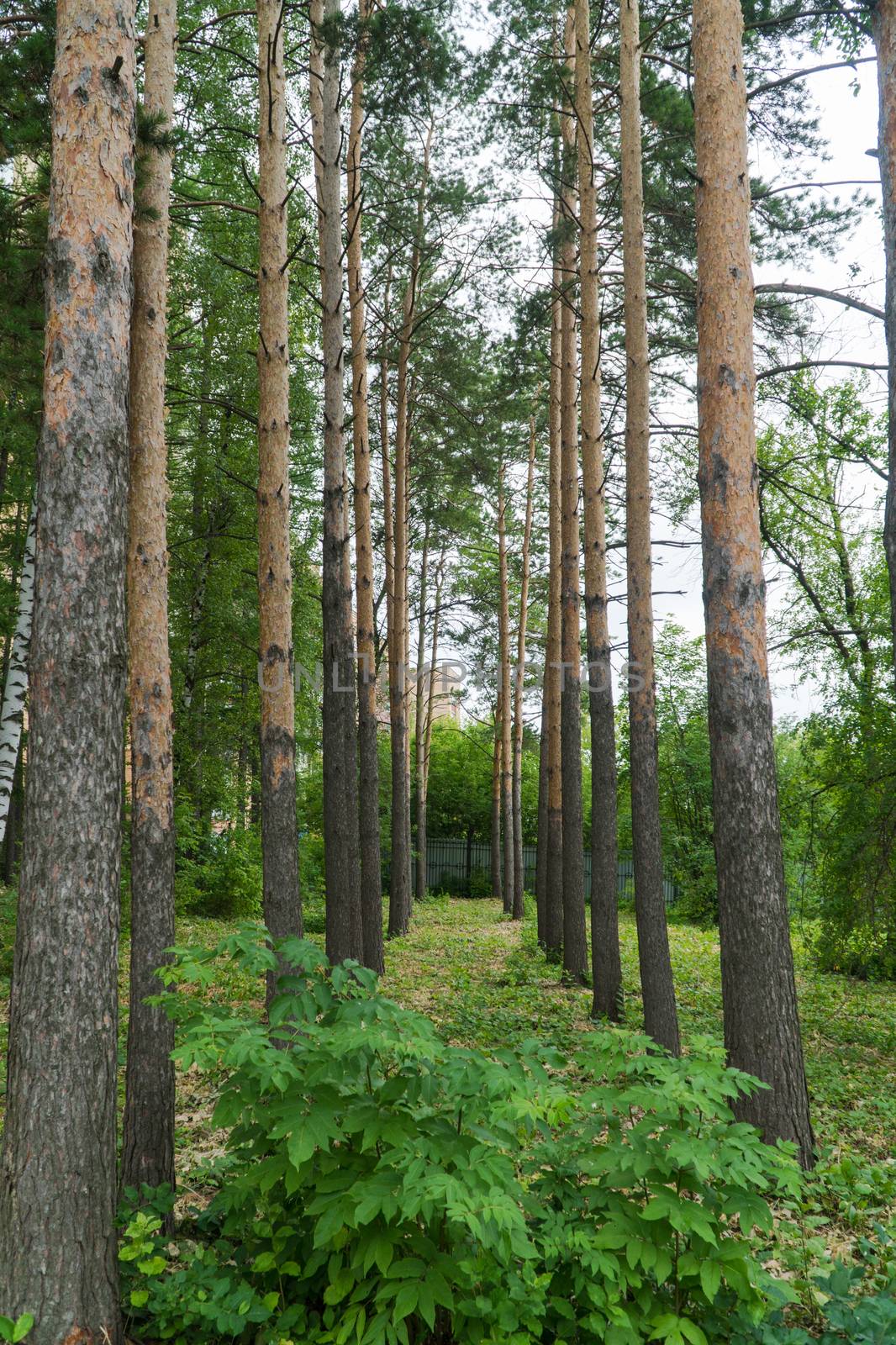 crowns of trees in the forest, sunny day