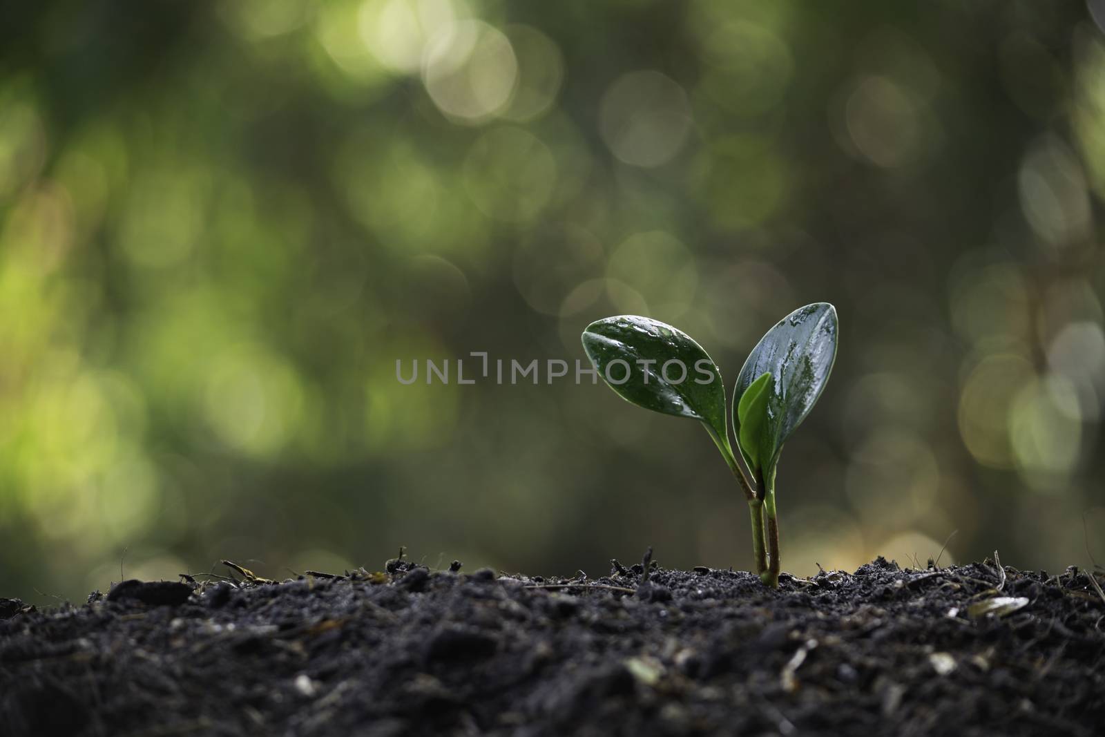 Seedling and plant growing in soil and copy space for insert text