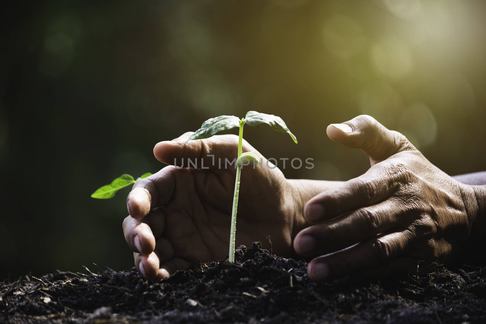 Hand protecting a green young plant with growing in the soil on blurred background.