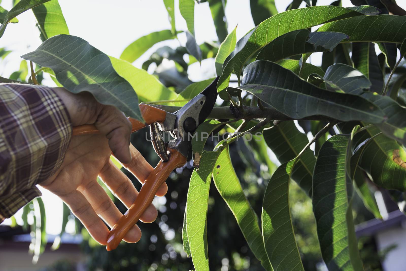 Hand of Gardener pruning trees with pruning shears.