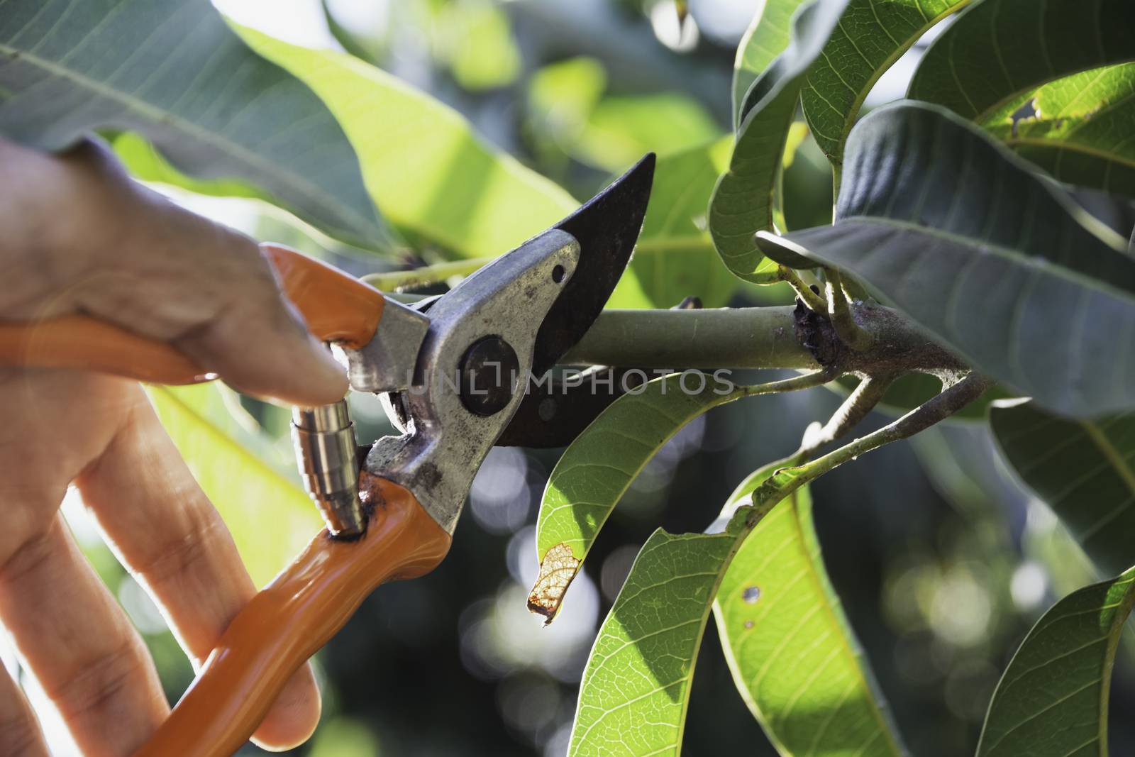Hand of Gardener pruning trees with pruning shears. by kirisa99