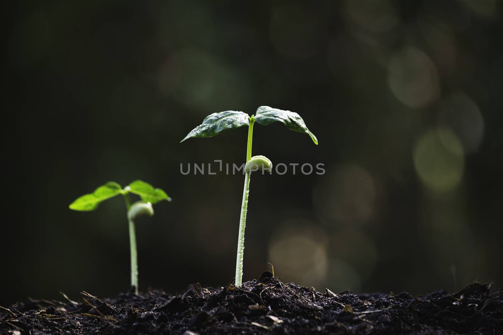 Seedling and plant growing in soil and copy space for insert text