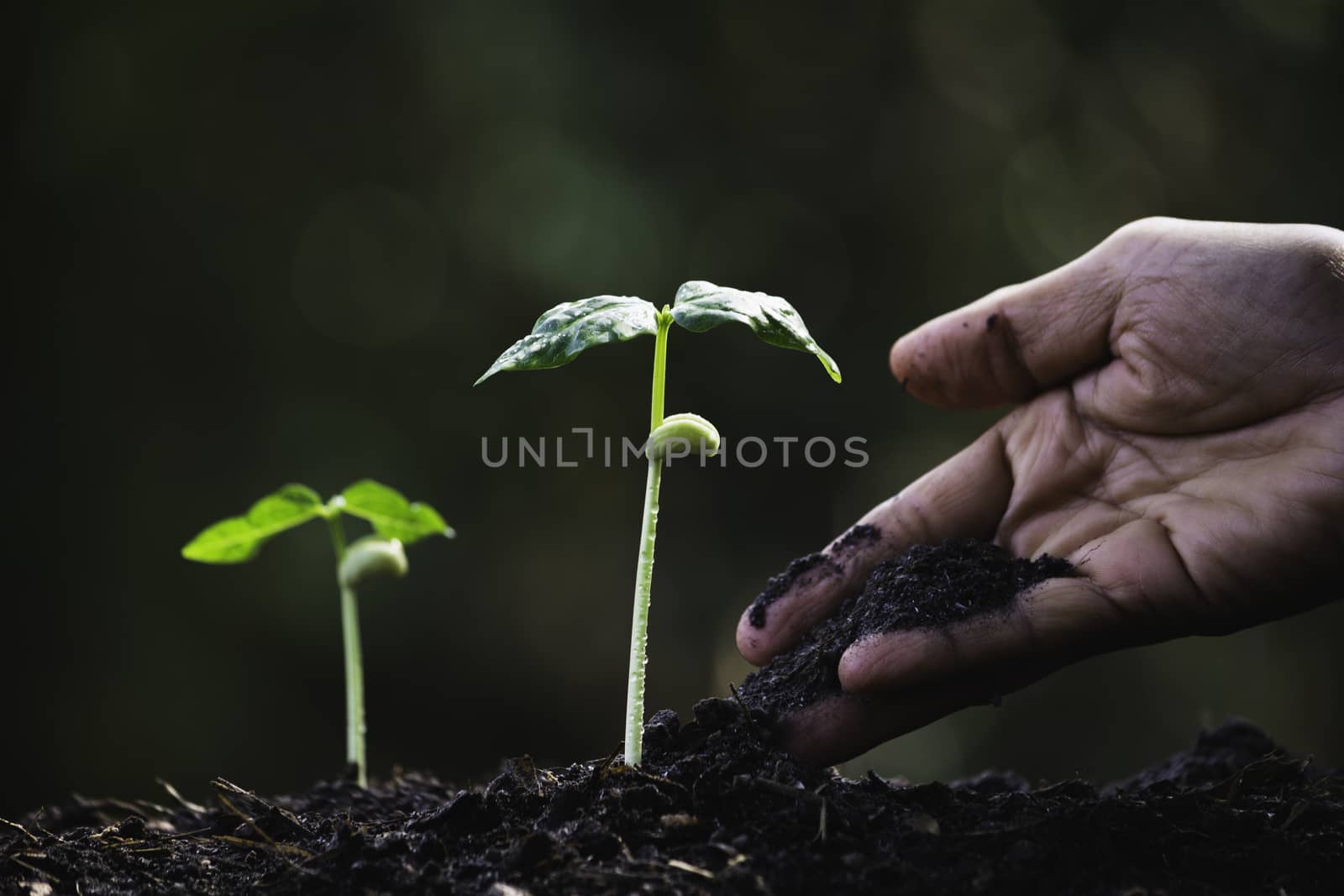 Seedling concept by human hand with young tree on blurred background.