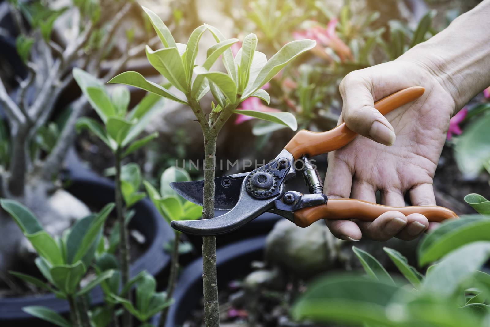 Gardener pruning trees with pruning shears on nature background. by kirisa99