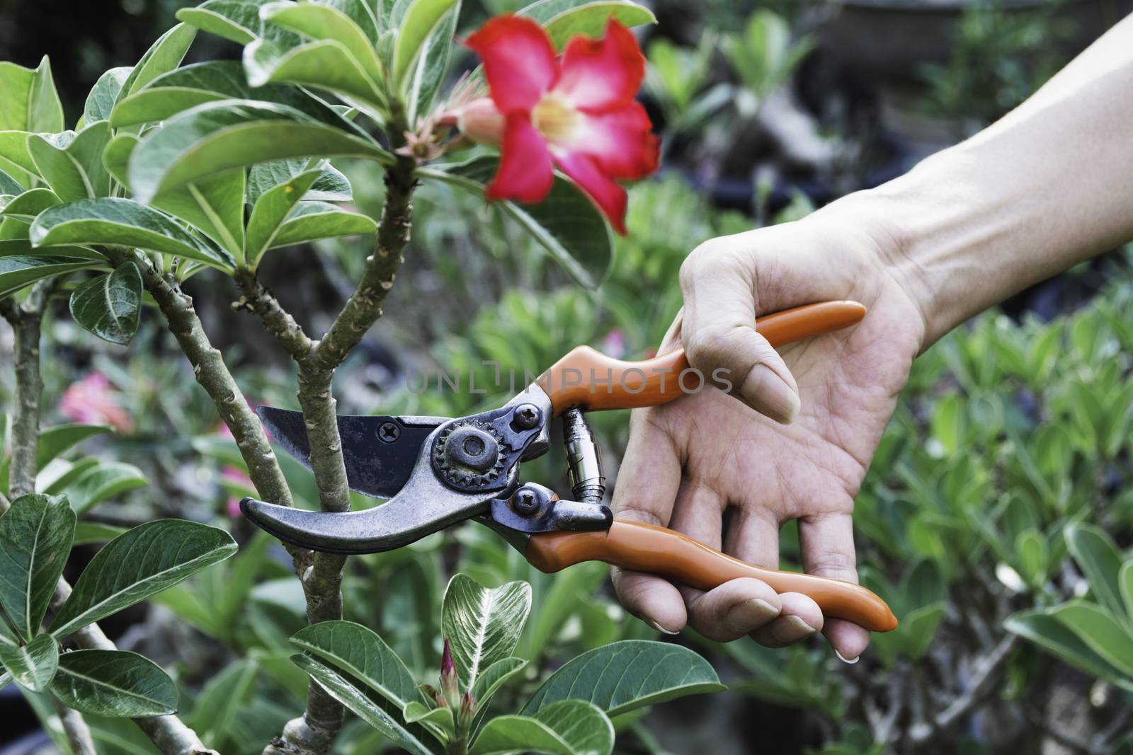 Gardener pruning trees with pruning shears on nature background. by kirisa99