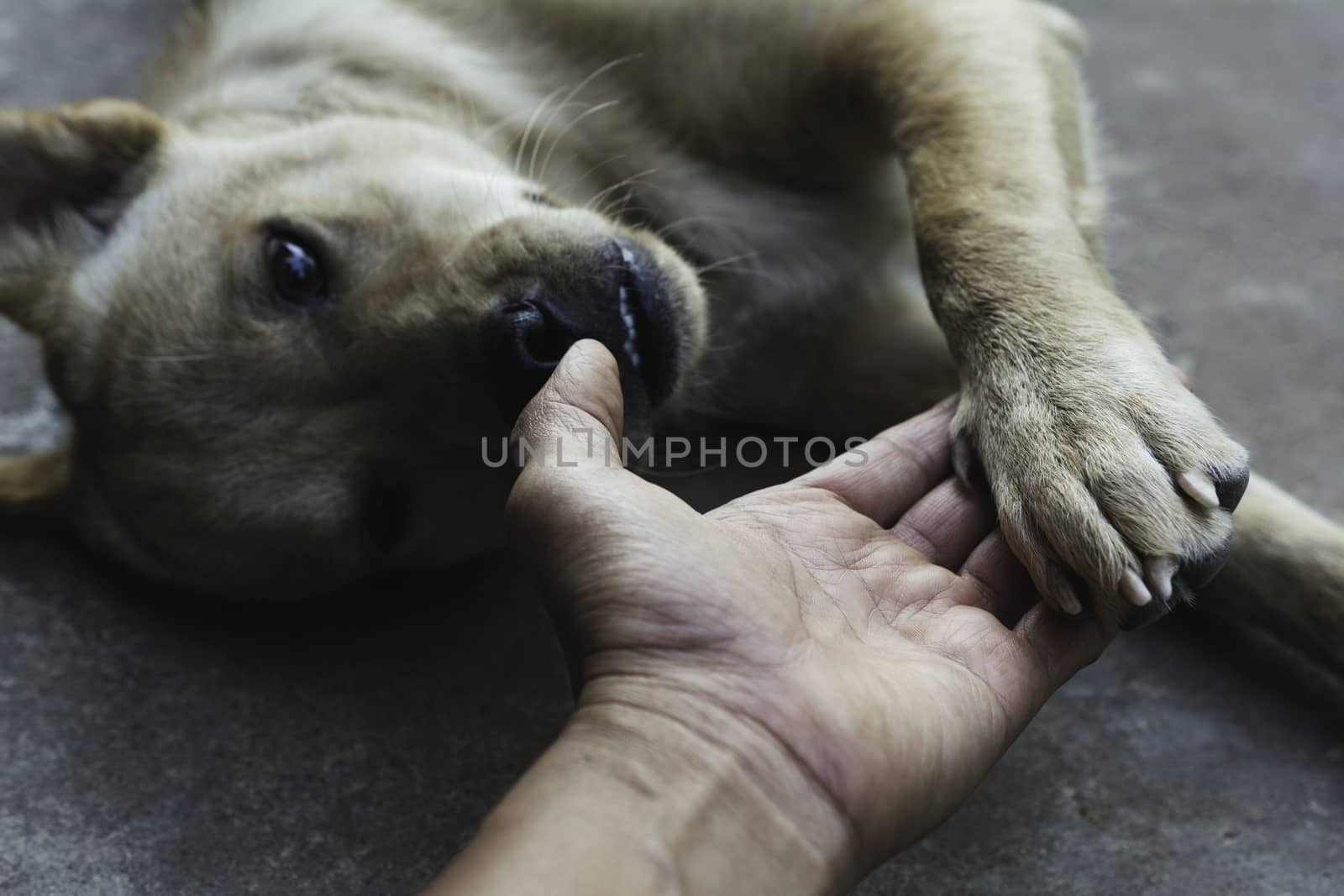 dog shaking hand with human, friendship between human and dog. Dog paw and human hand shaking.