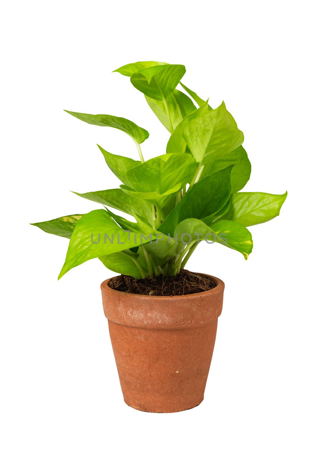 Green potted plant, trees in the cement pot with clipping path i by kirisa99
