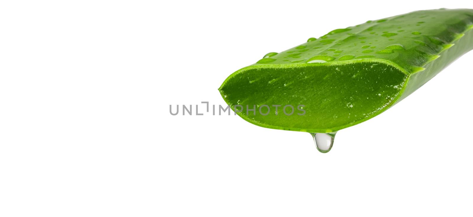 Aloe vera essential oil isolated on a white background. Fresh Aloe vera leaves.