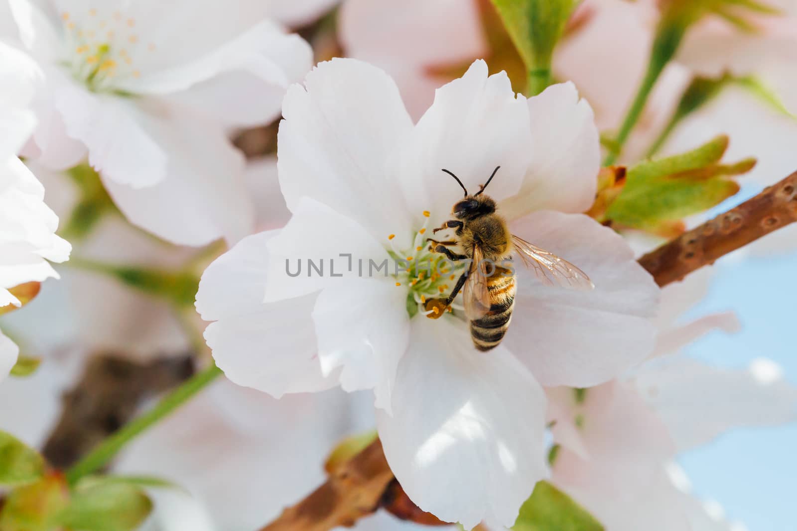 Bee pollinating cherry tree flowers.