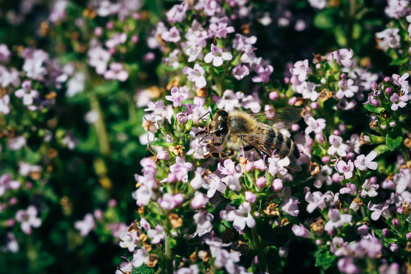 Close up of a bee pollinating thyme flowers.
