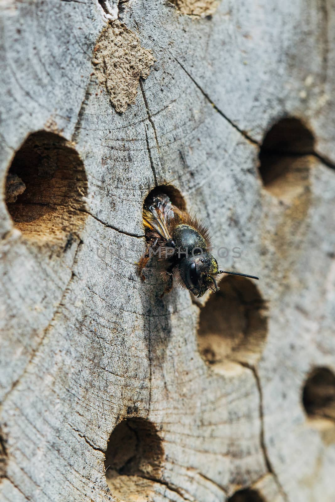 Close up of a solitary bee, Osmia Cornuta, crawling out of a wooden nesting tube.