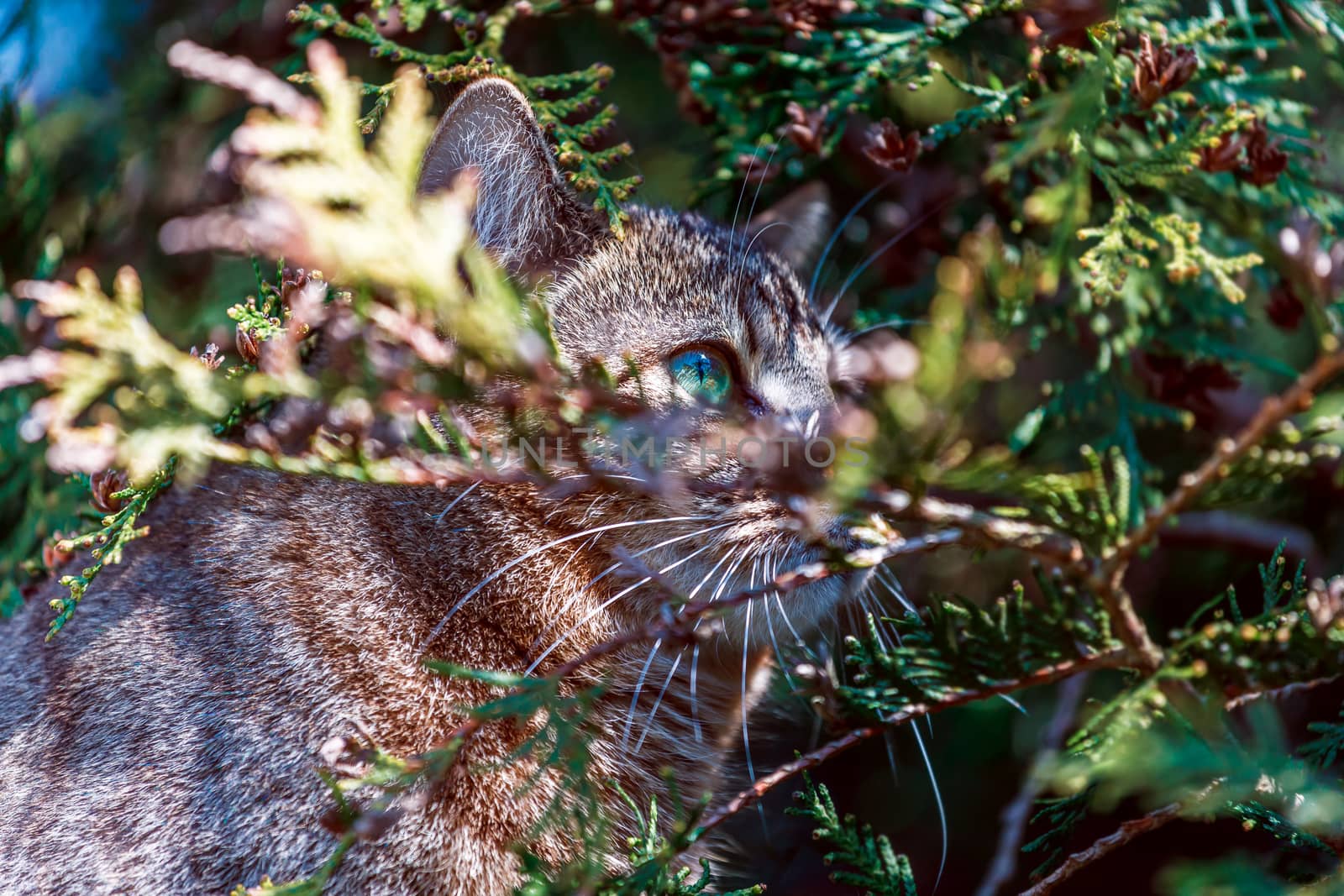 gray-striped cat with a peach tint on the hunt, hiding in the bushes. Only one eye is visible