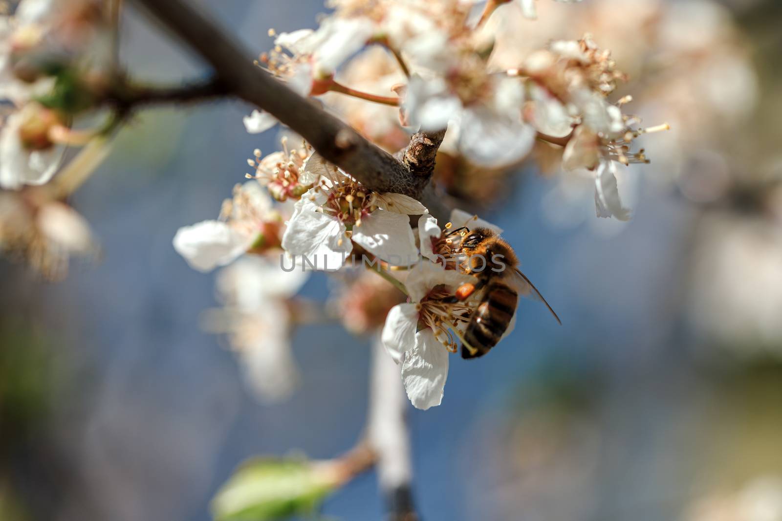 Blooming cherry. A bee pollinates flowers. Beautiful spring day.