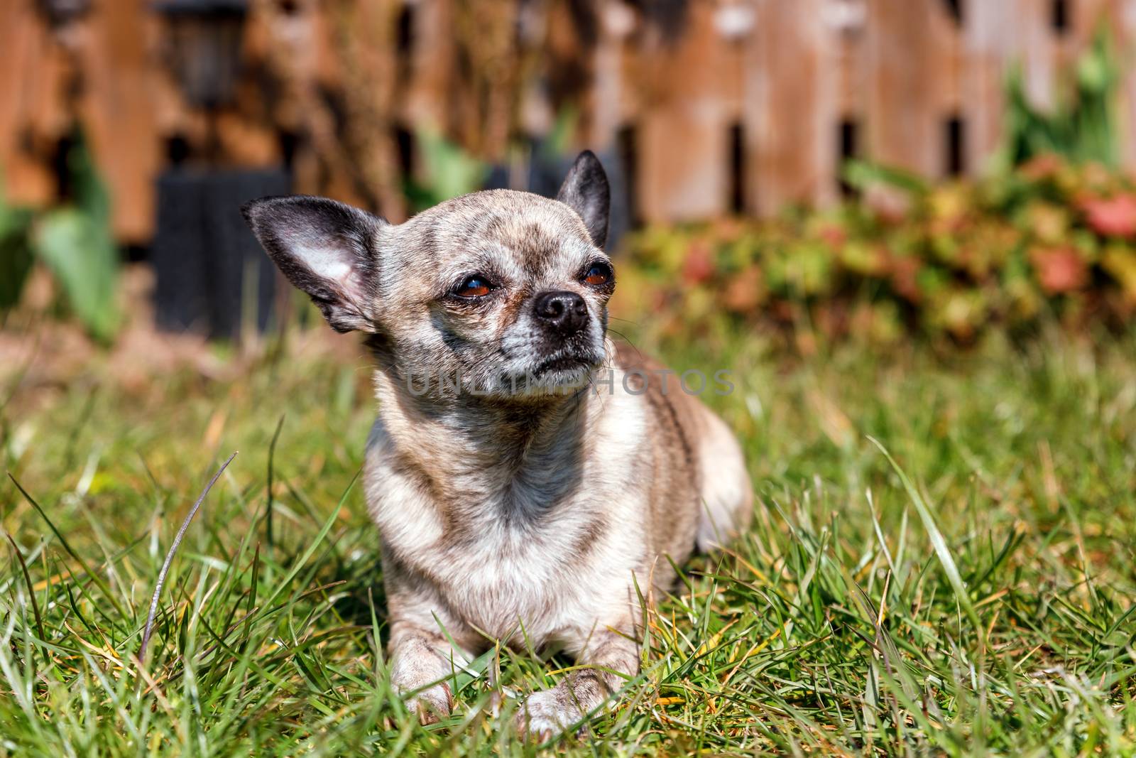 Chihuahua small dog takes sunbathing, enjoys spring weather by seka33
