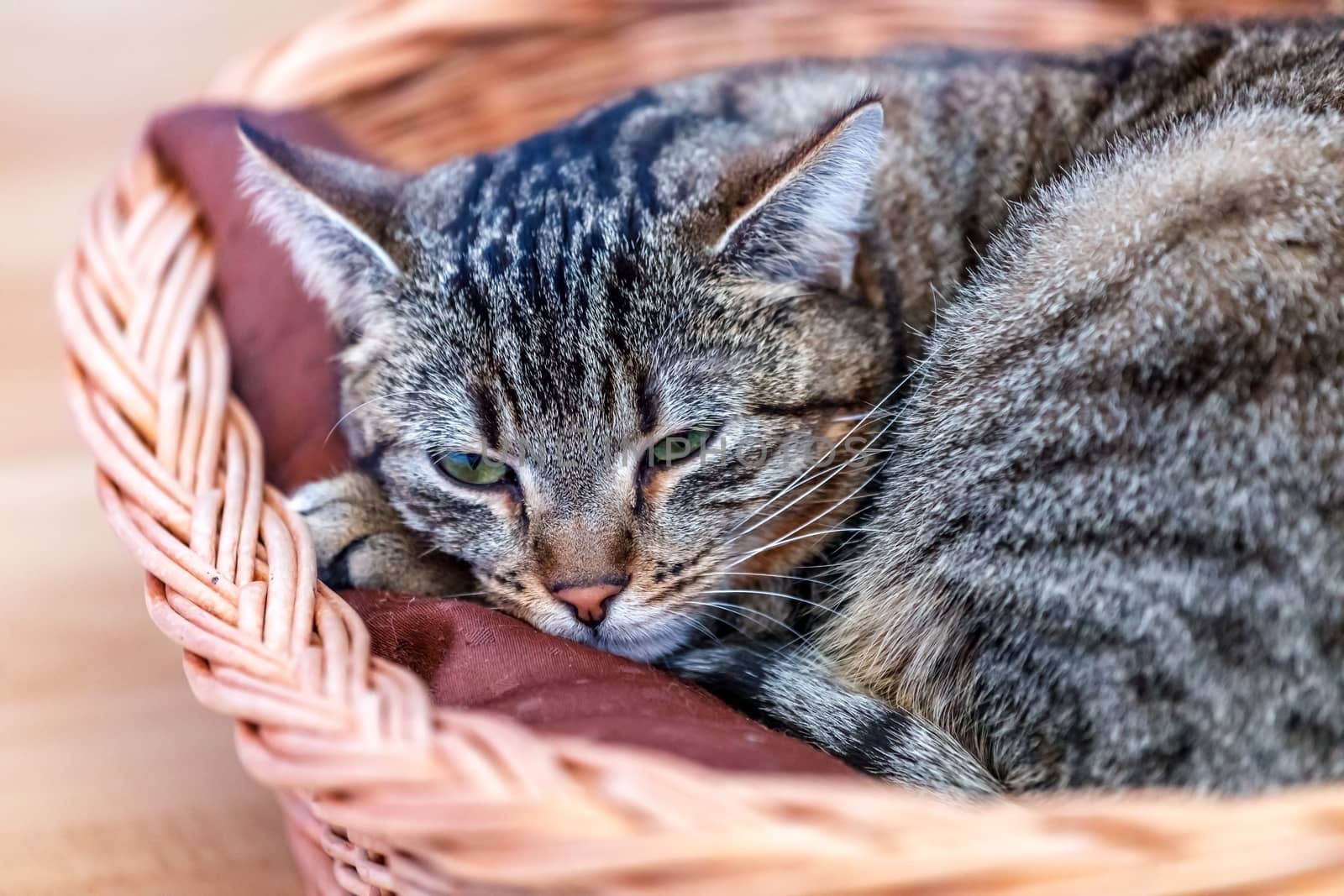 Gray-striped cat with a peach tint in bed.
