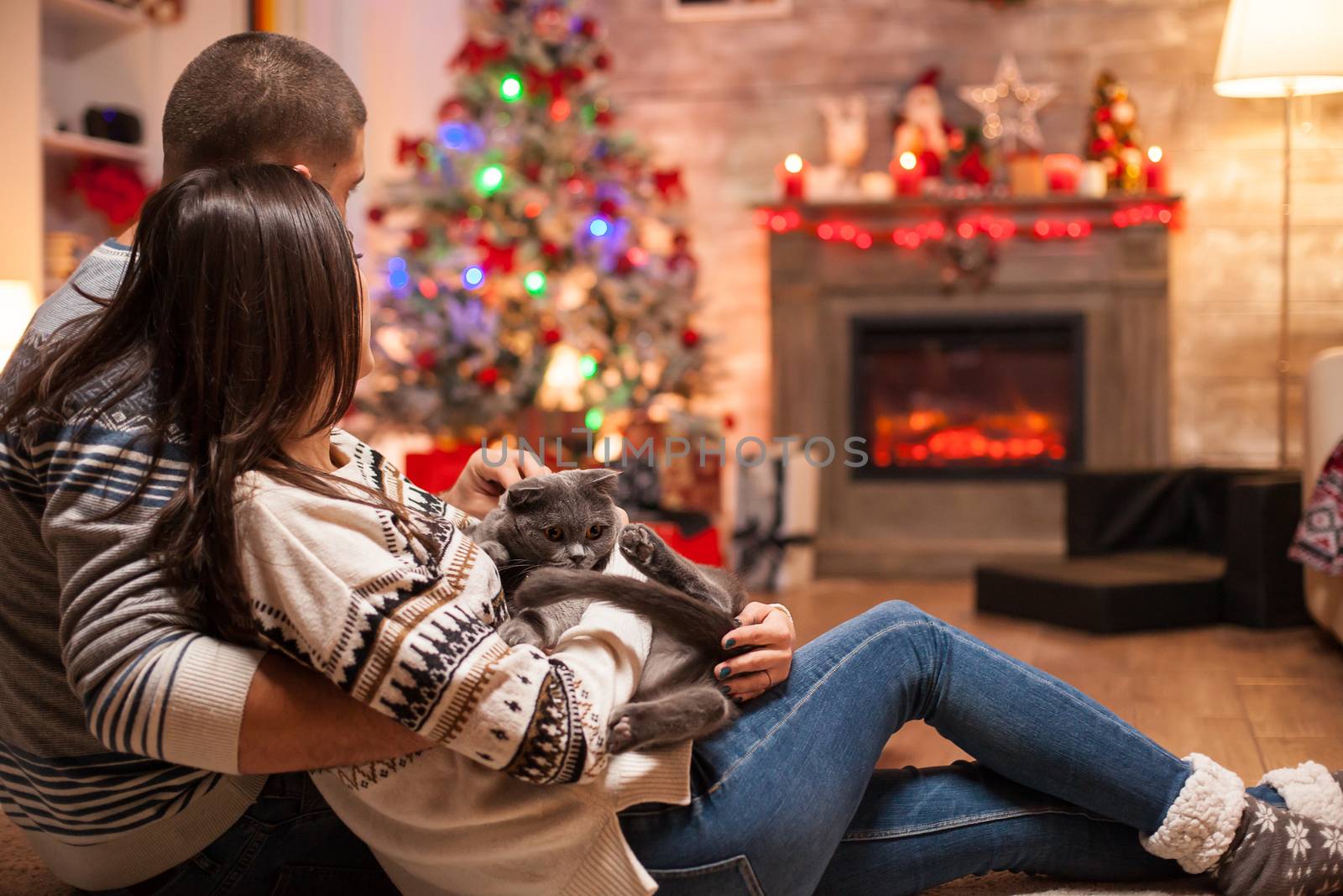 Romantic couple with scottish fold by DCStudio