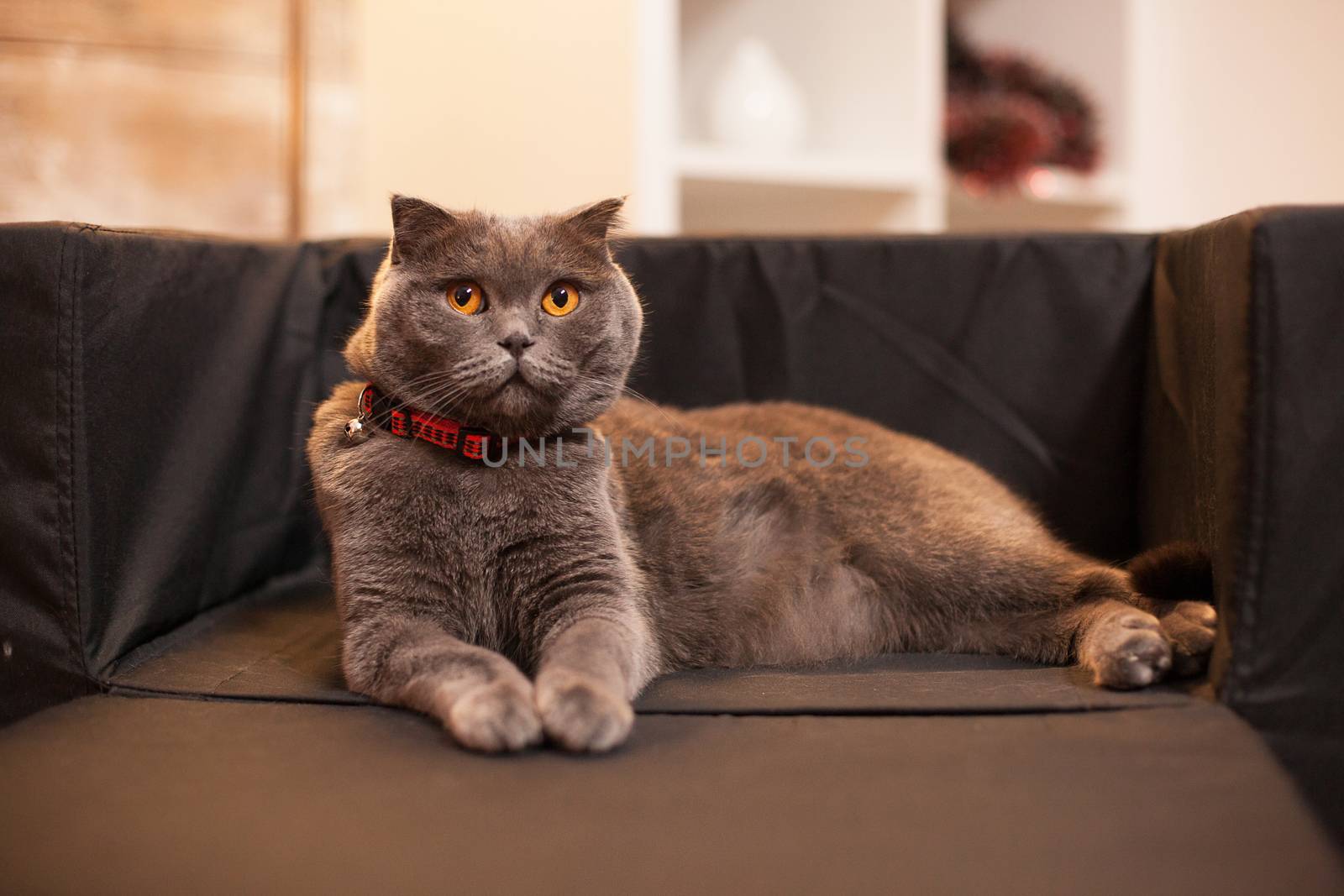 Happy scottish fold laying on her bed celebrating christmas.