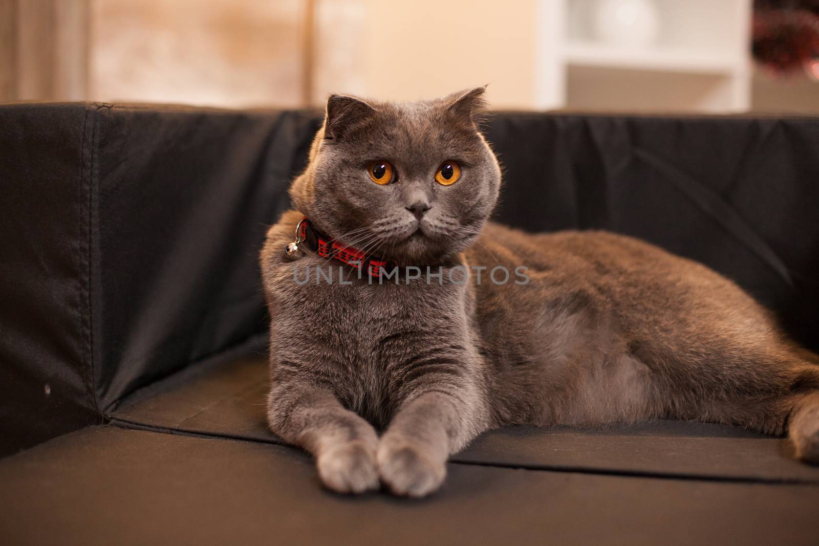 Proud scottish fold laying in her bed by DCStudio