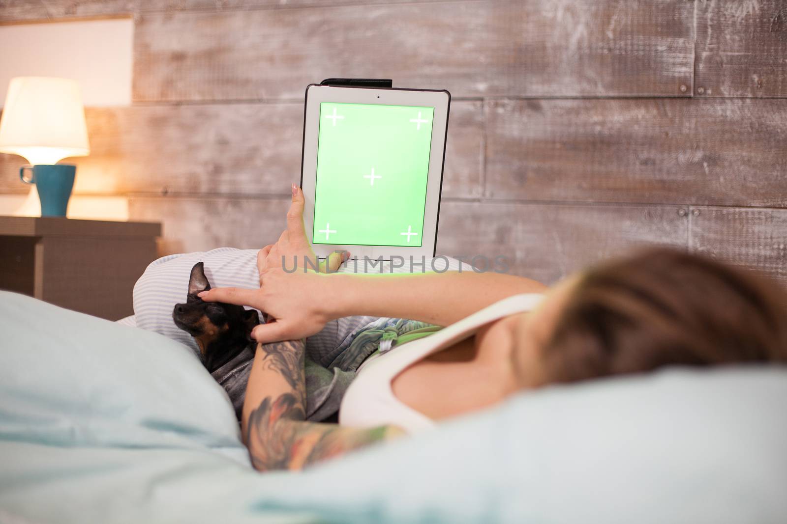 Back view of young woman with pajamas lying in bed using tablet computer with green screen. Little dog.