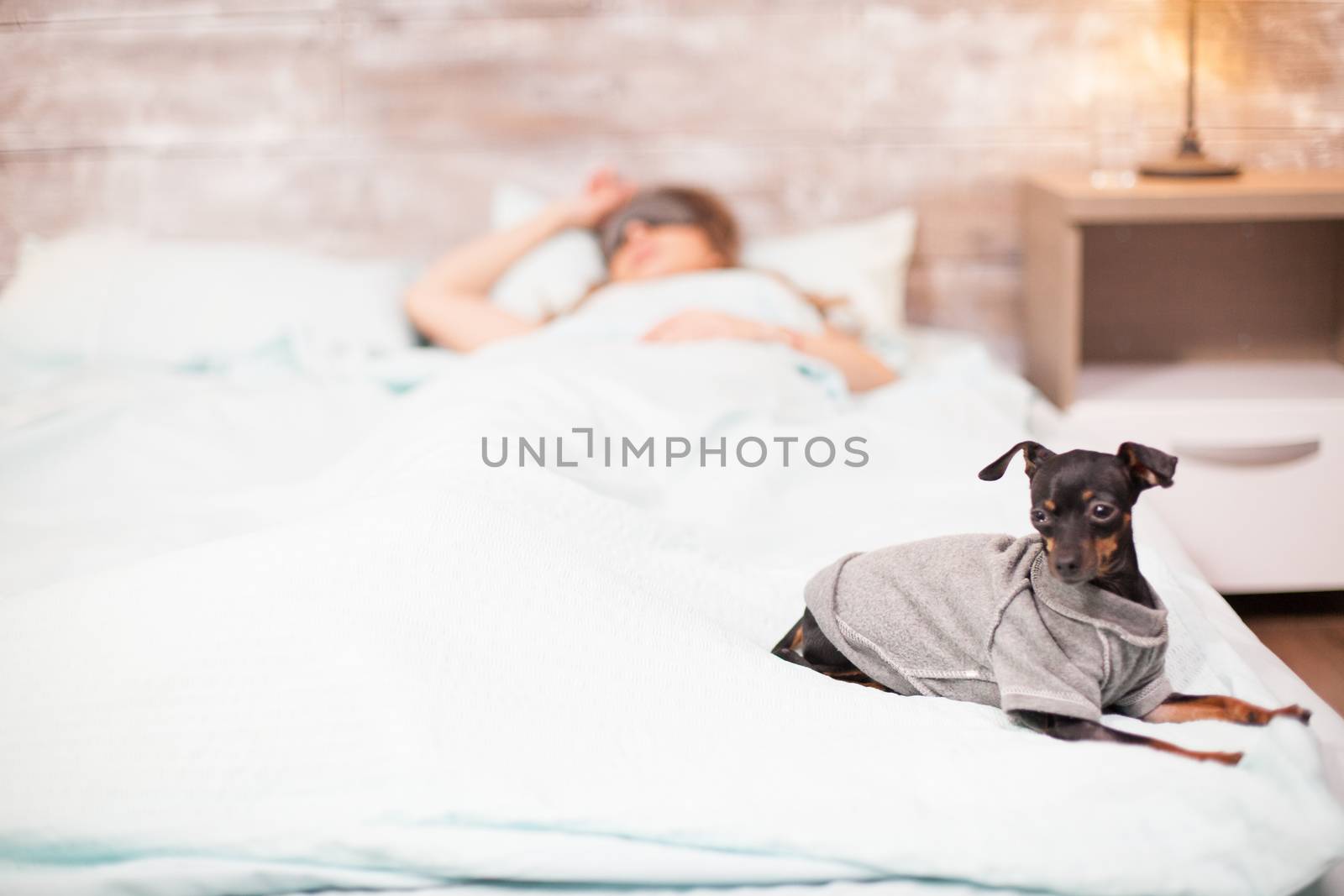 Little dog sitting comfortable on the edge of the bed while beautiful woman is sleeping with cover eyes.