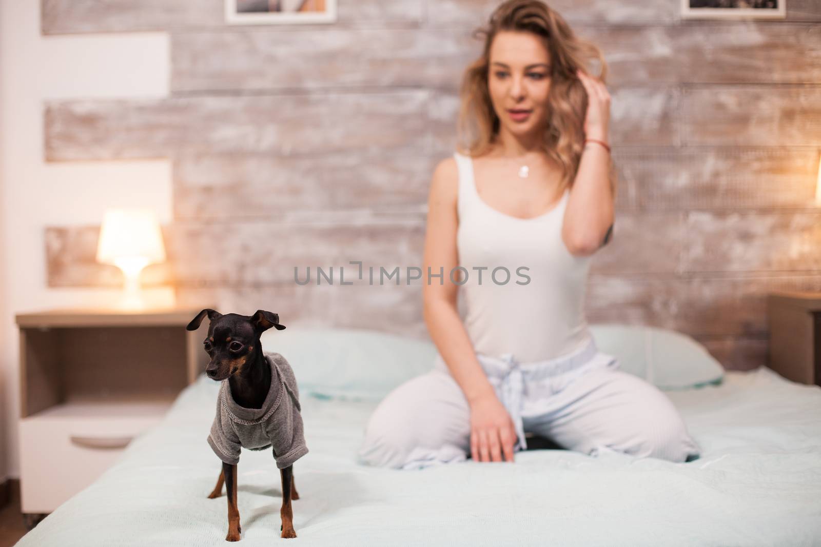 Playful little dog sitting on bed at night with her beautiful owner dressed in pijapajamasmas.